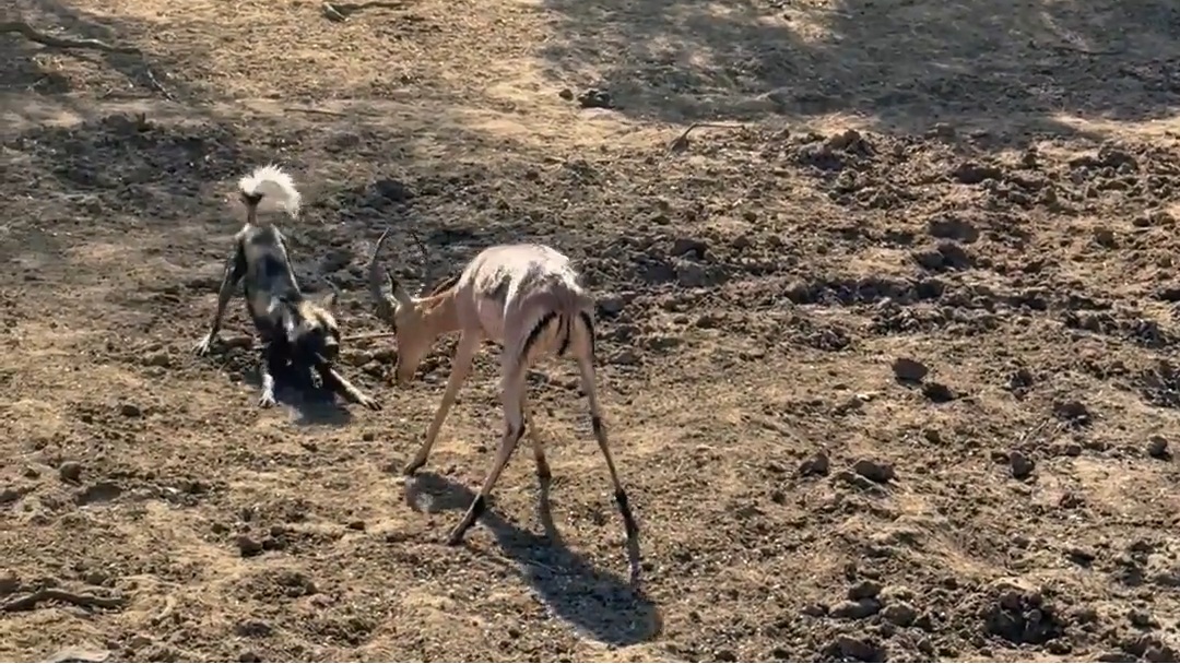 Helpless Impala Take Down by Muddy Wild Dogs