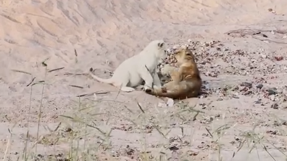 Adorable White Lion Cub Loses Wrestling Match