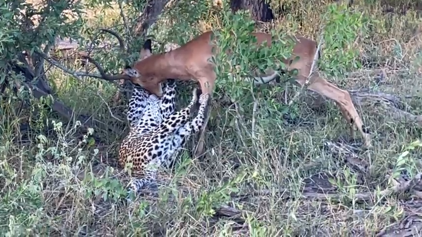 Leopard Fights to Take Down a Relentless Impala