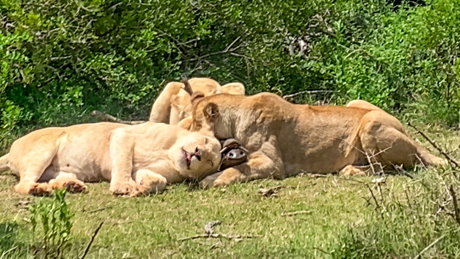 Warthog Gasps For Air as Lion Suffocates It 