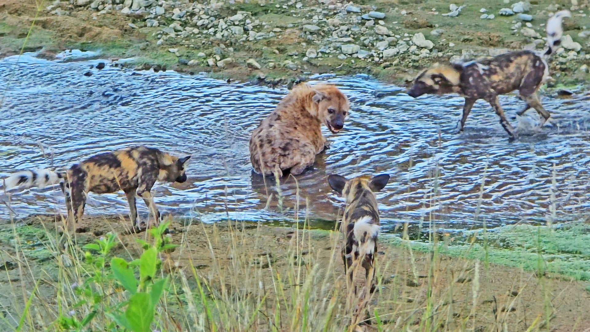 Angry Wild Dogs Ruin a Hyena’s Bath Time