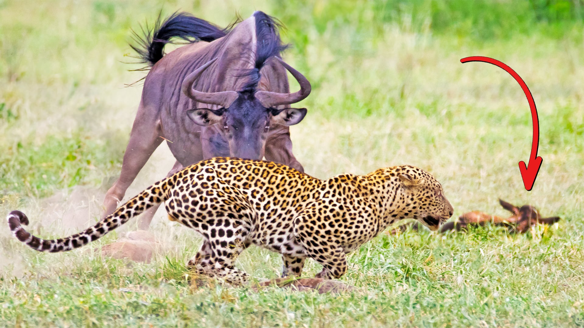 Brave Wildebeest Tries to Save Calf From Leopard 