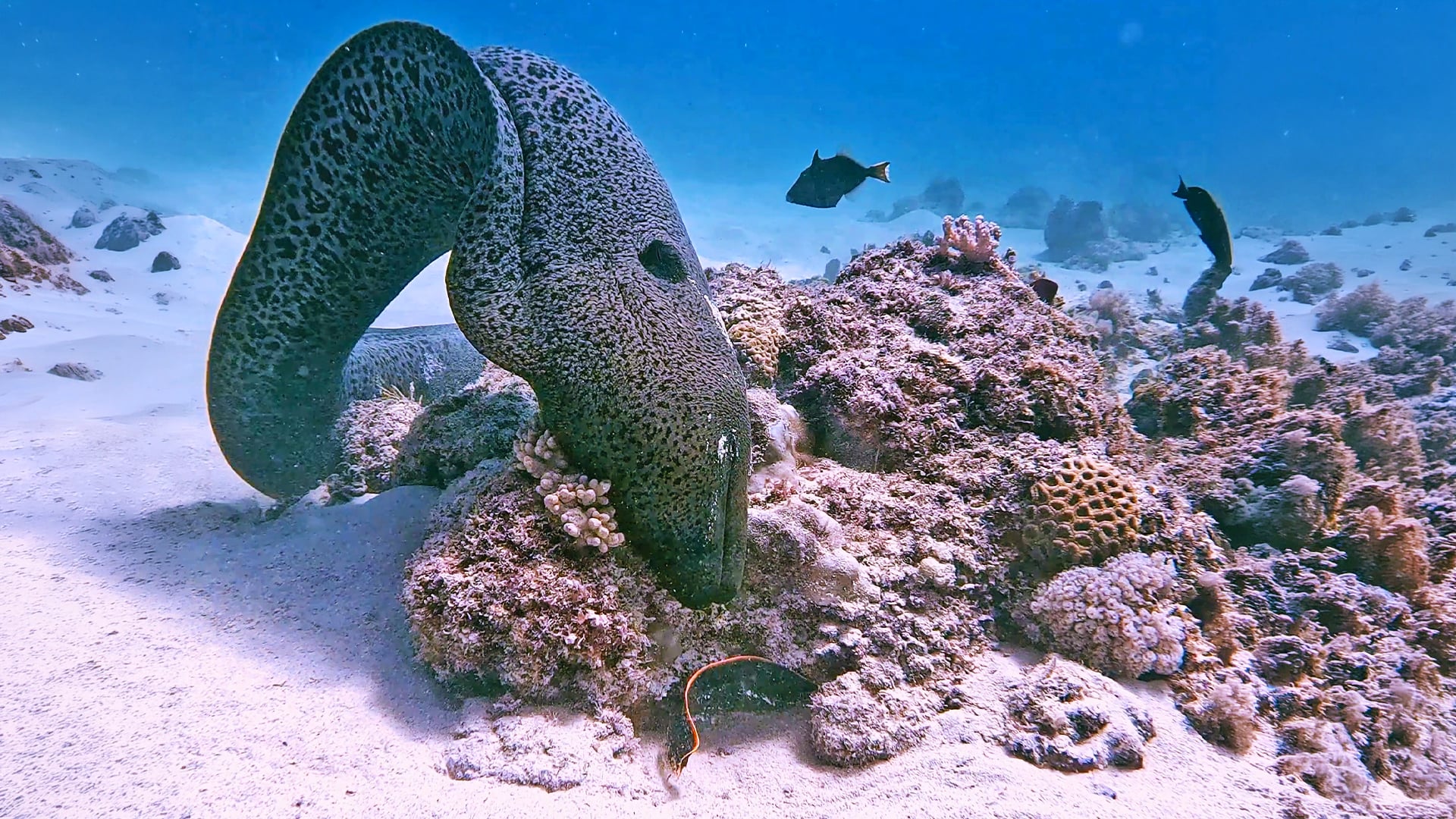 Huge Eel Cleverly Hunts Another Eel