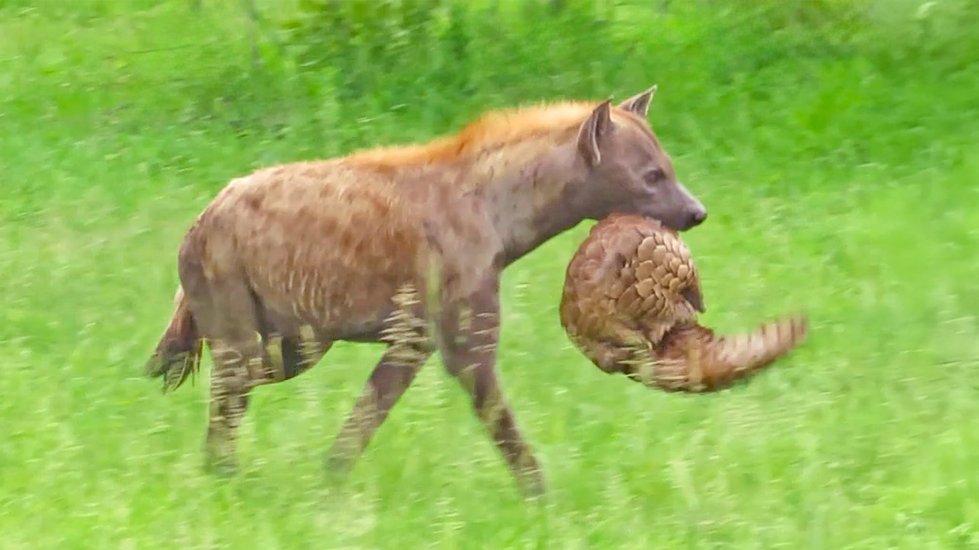 Hyena Rips the Scales Off a Pangolin