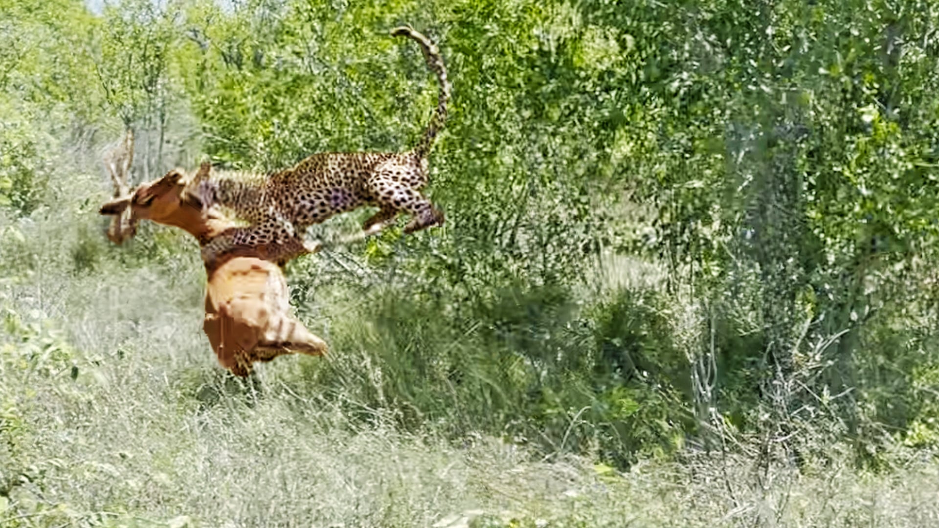 Sneaky Leopard Slowly Sneaks Up to Catch Impala