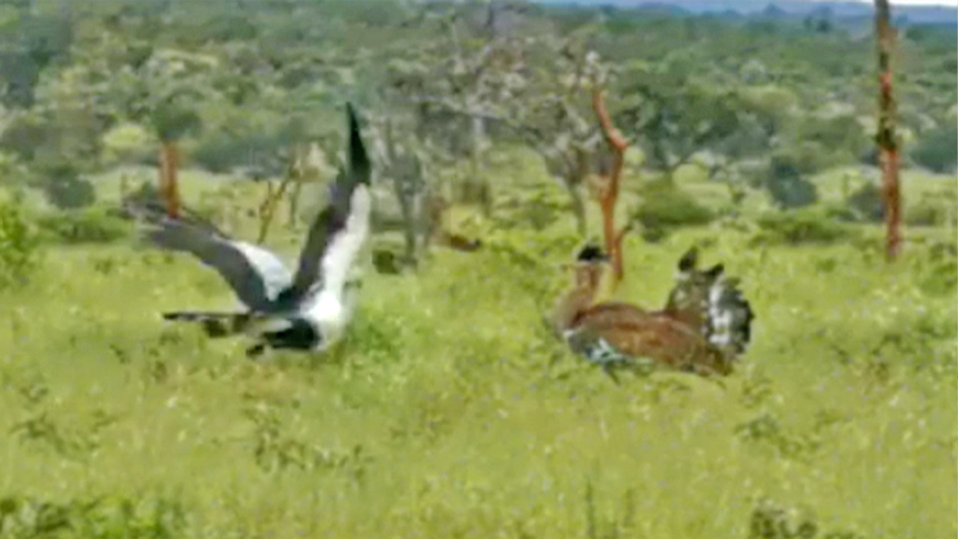 Watch This Secretary Bird Show Off It’s Dance
