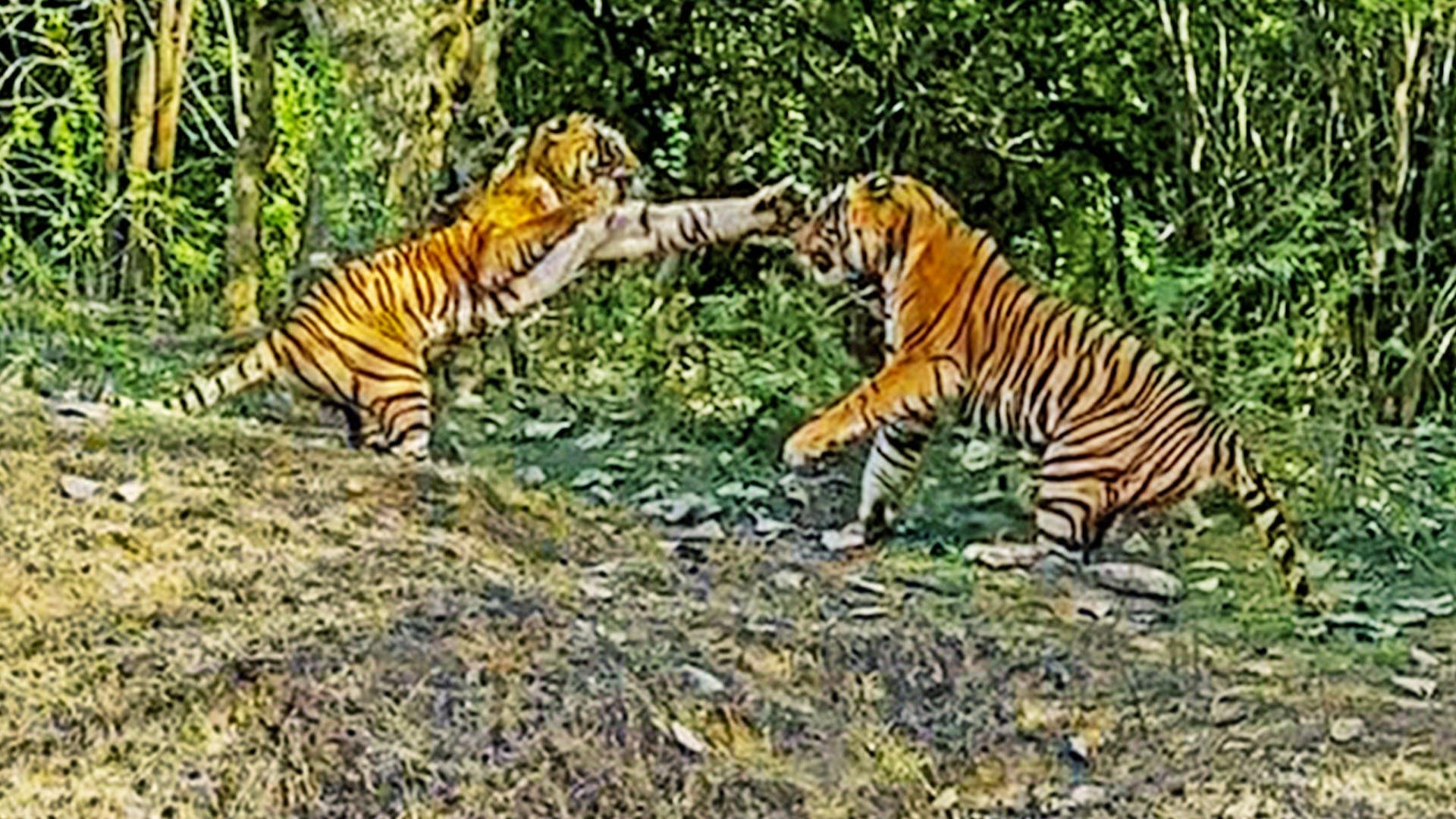 Brave Tigress Fights Male to Protect Her Cubs
