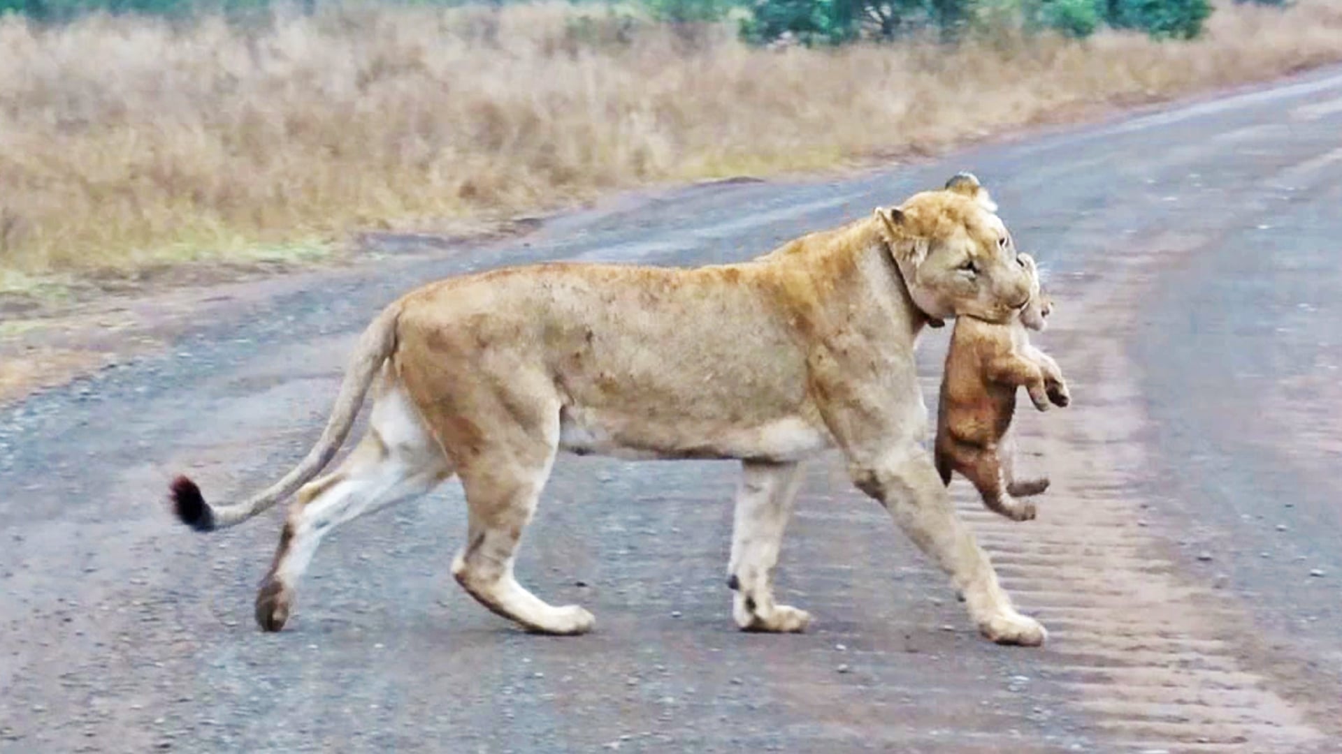 Tiniest Lion Cub Follows Mom Across The Road