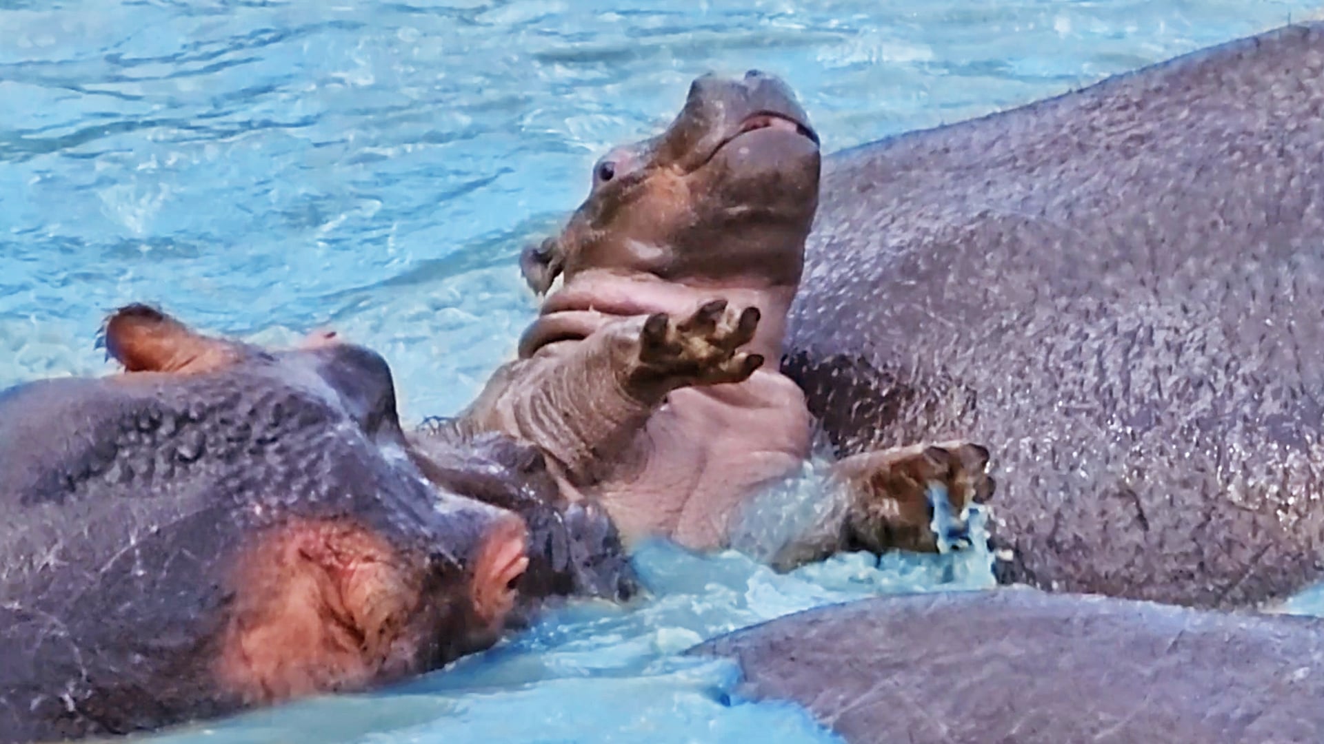 Watch This Baby Hippo Fight For Survival During an Attack