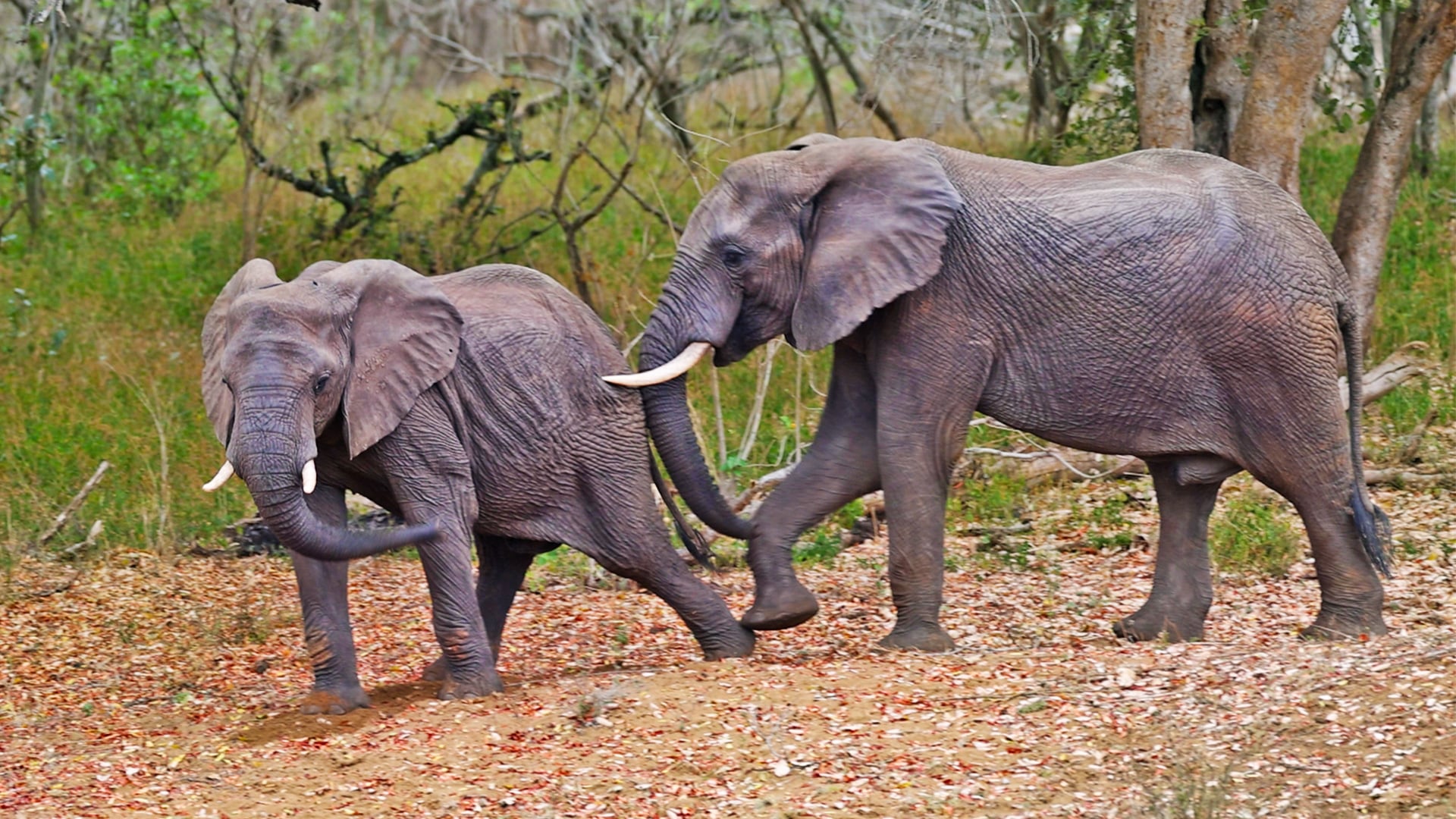 Adorable Elephant Pokes Friend in the Behind 