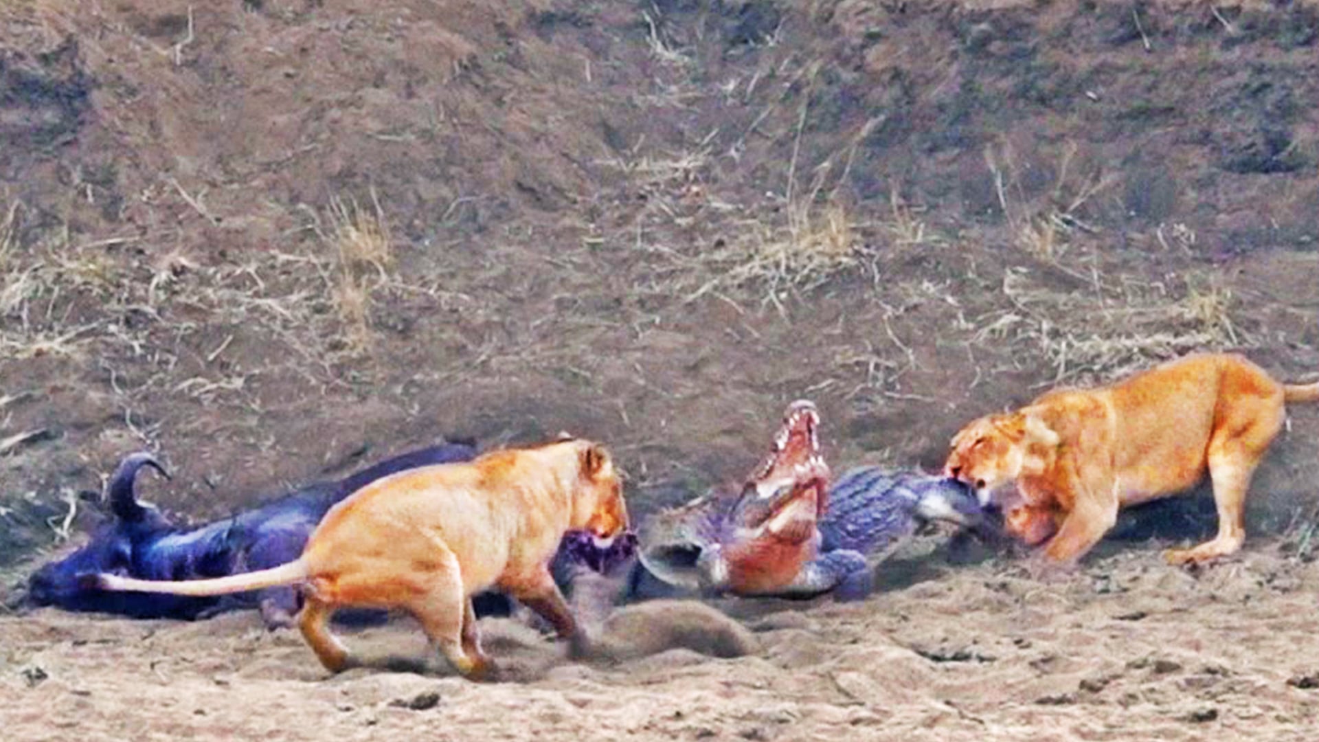 Watch This Crocodile Try to Steal a Buffalo from Lions 