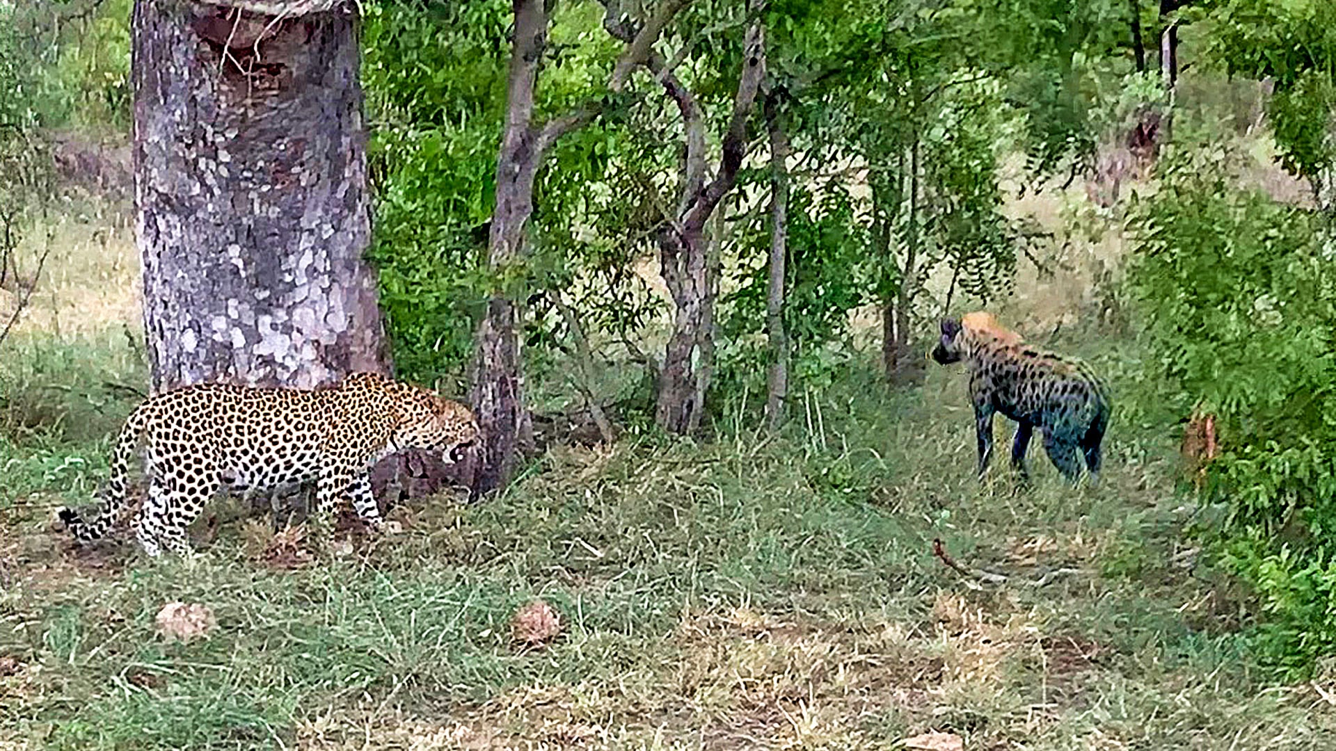 Brave Leopard Mom Protects Her Cub from a Hyena 