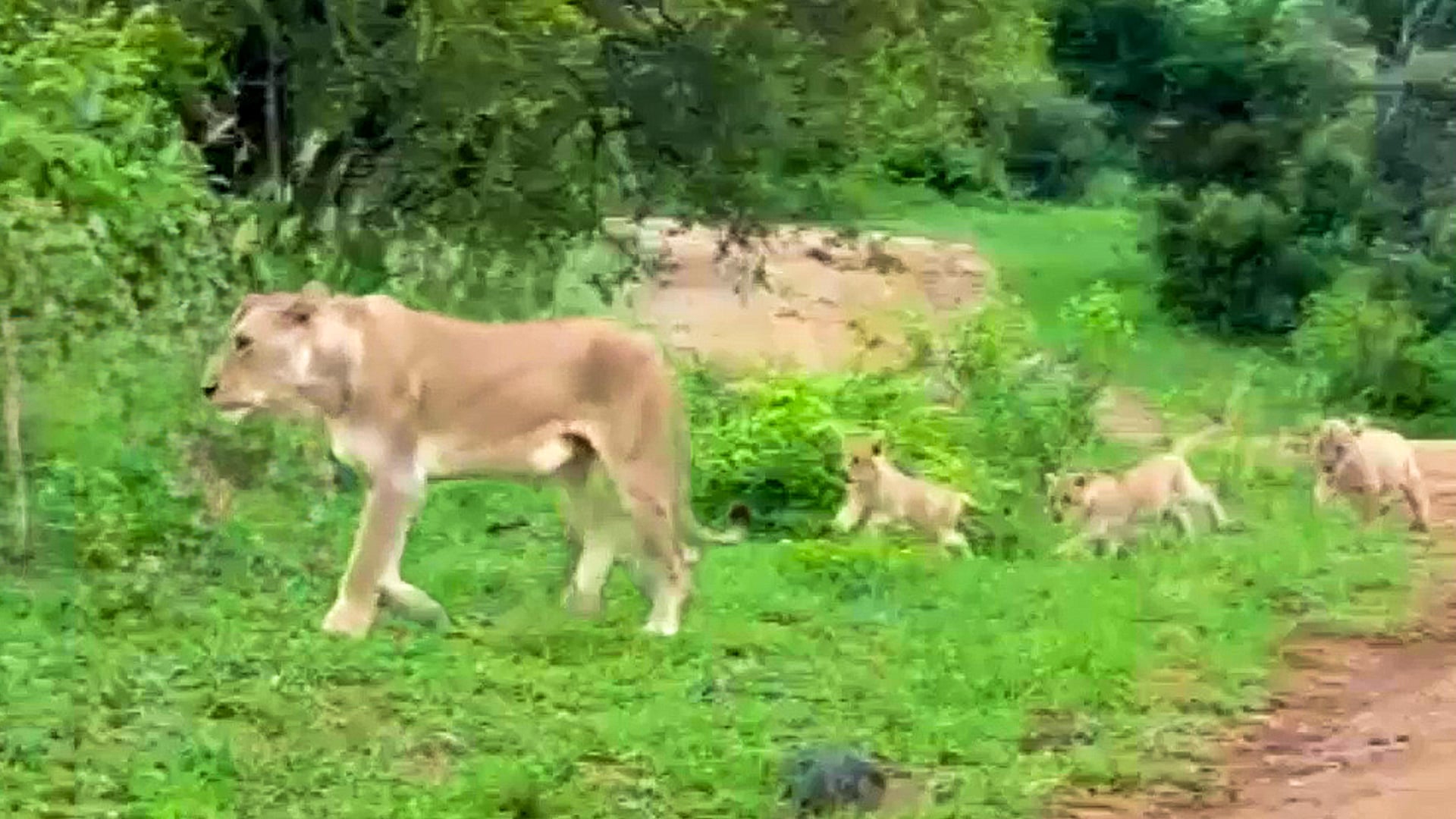 Lion Mom Walks Her Tiny Cubs on the Road