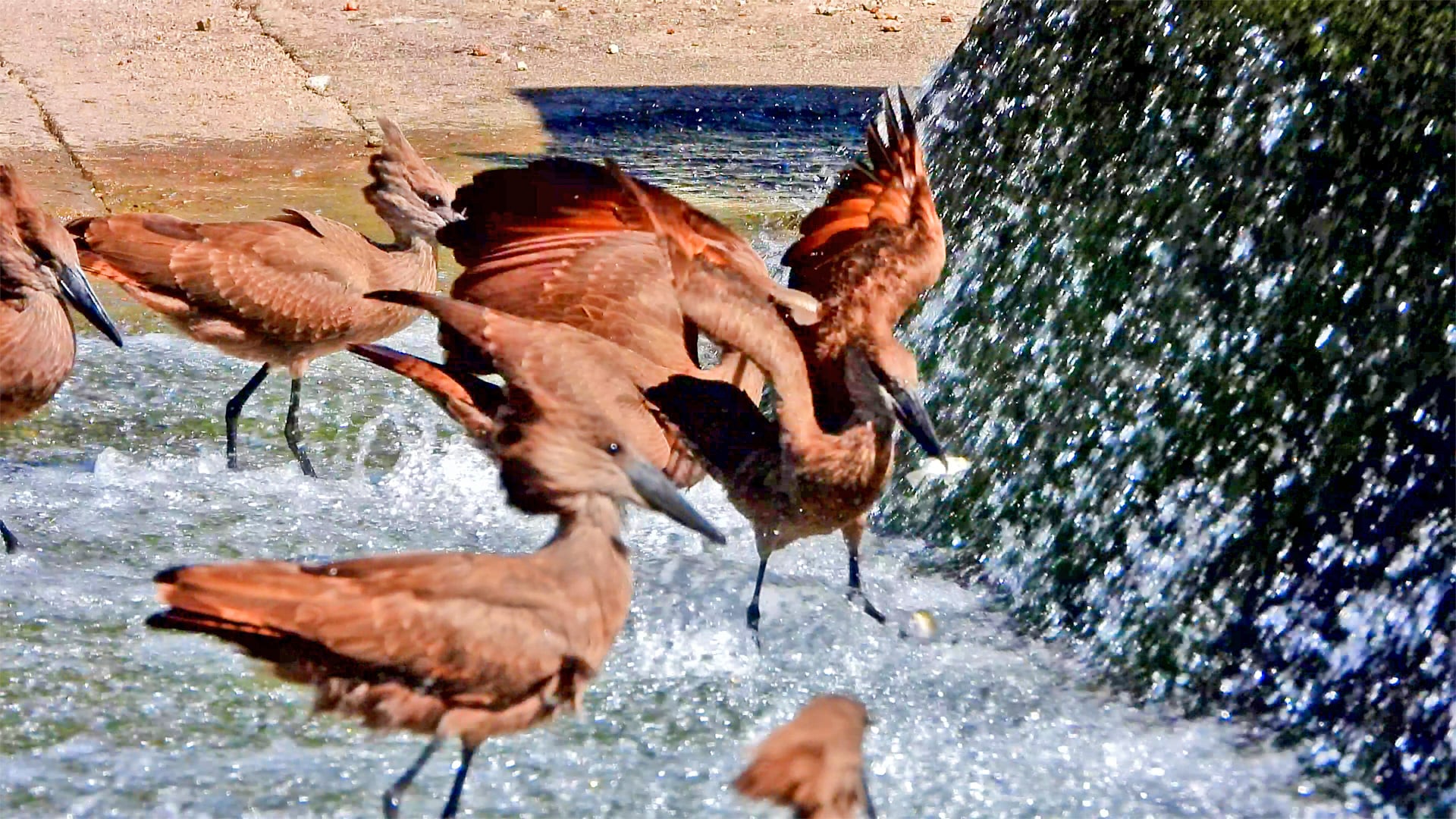 Watch These Hammerkops Gather to Catch Fish