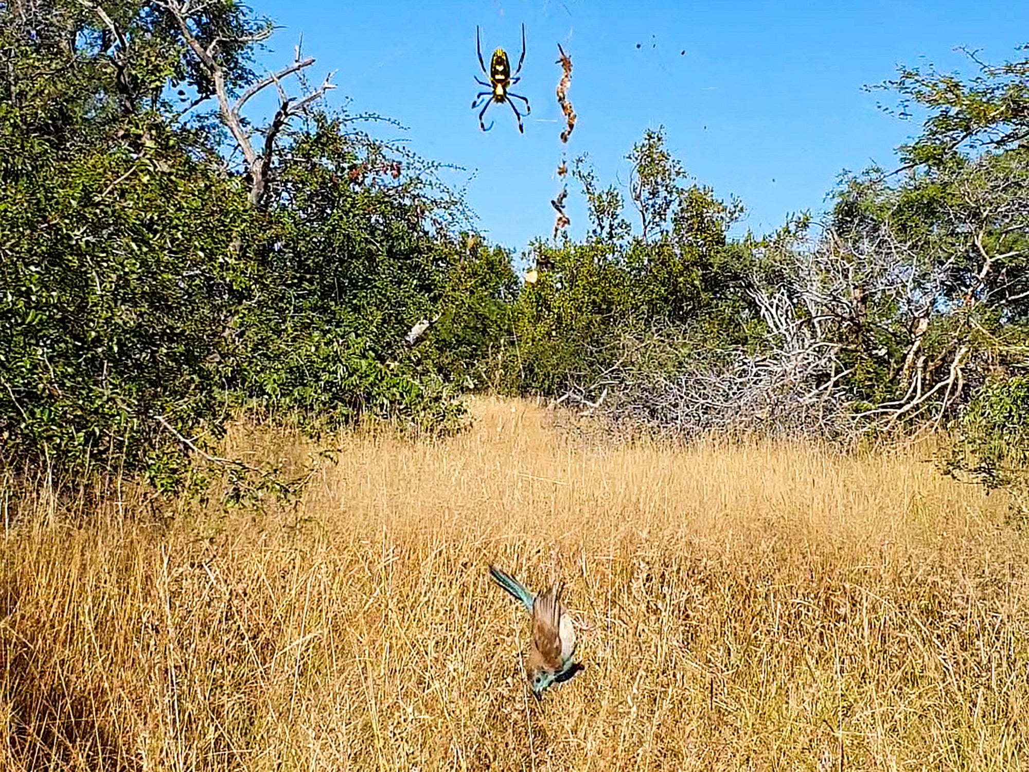 Watch This Helpless Bird Caught in a Spider’s Web