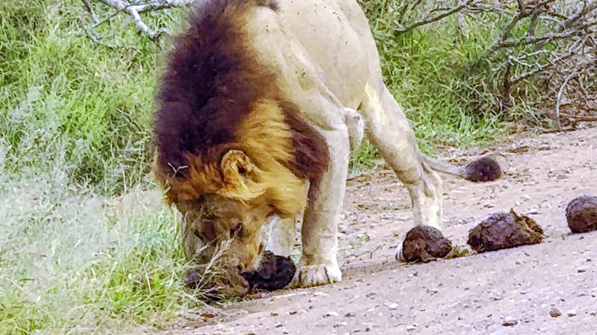 Lions Sniffs and Rolls in Poop on the Road