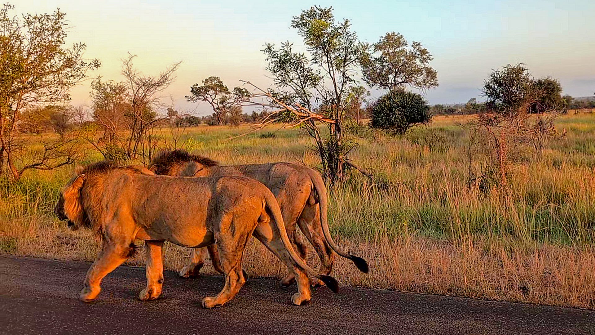 How to Use a Thermal Cam on Safari to Find Lions