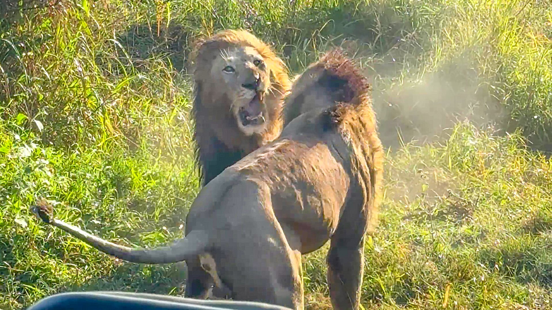 Male Lions Crash Into Car During intense Battle