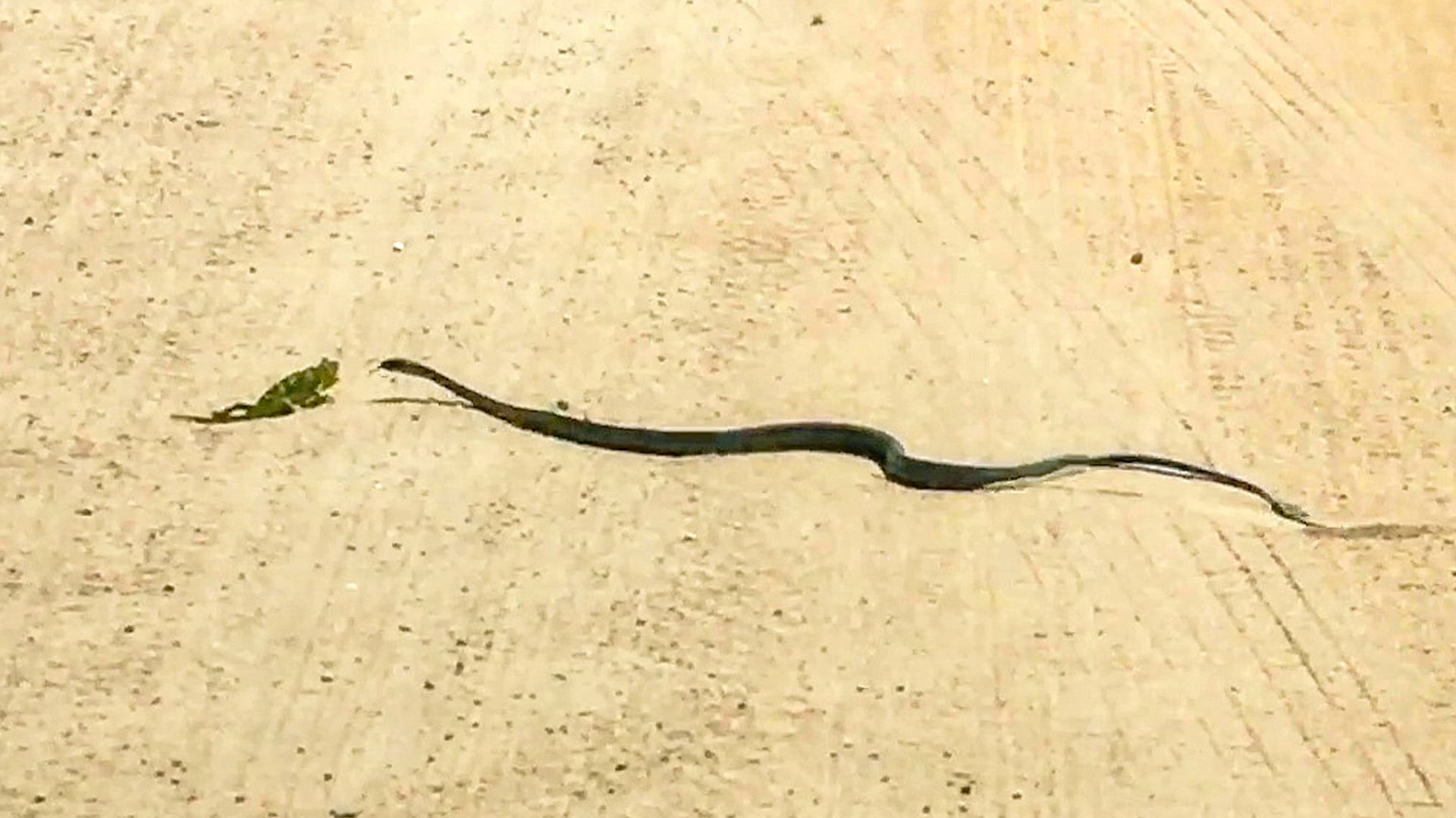 Chameleon Couldn’t Hide From a Snake in the Road