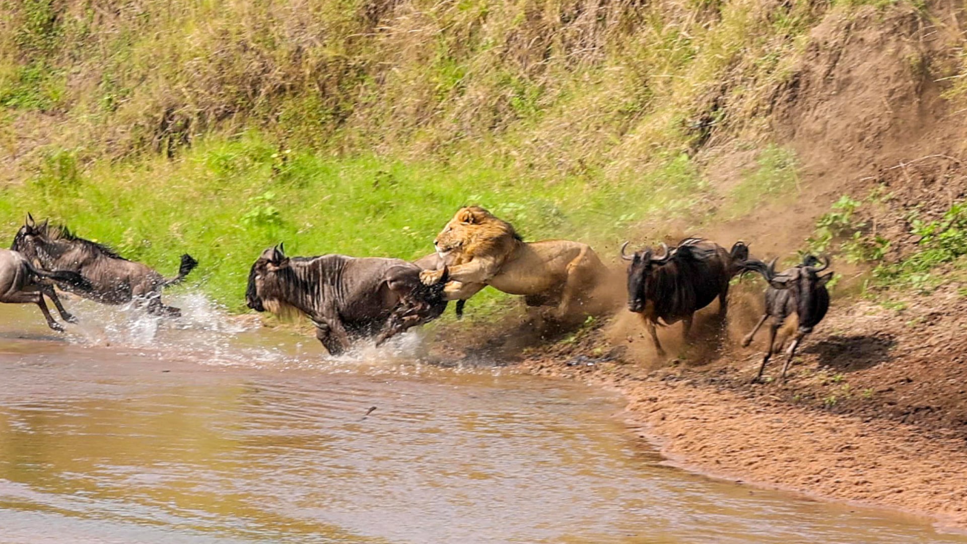 Watch This Lion Surprise Take Down a Wildebeest Off A Cliff!