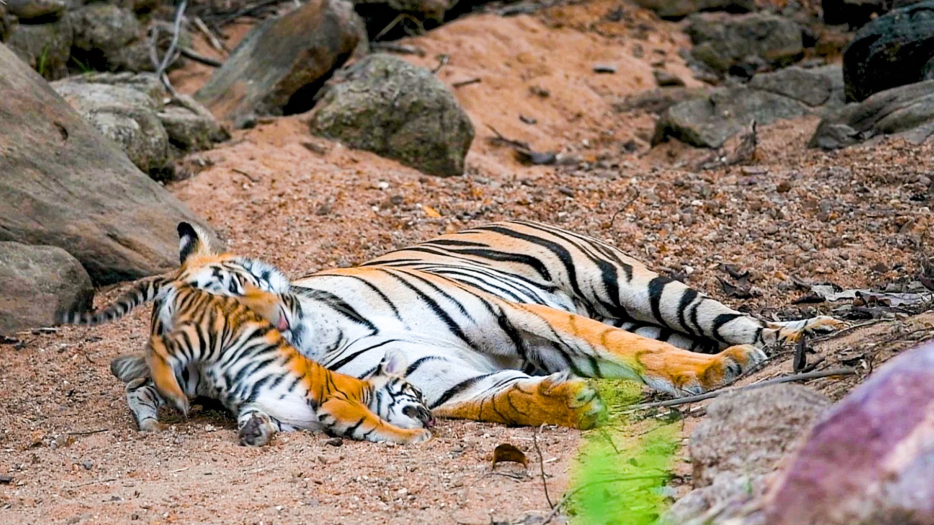 Adorable Tiger Cub Annoys His Mom