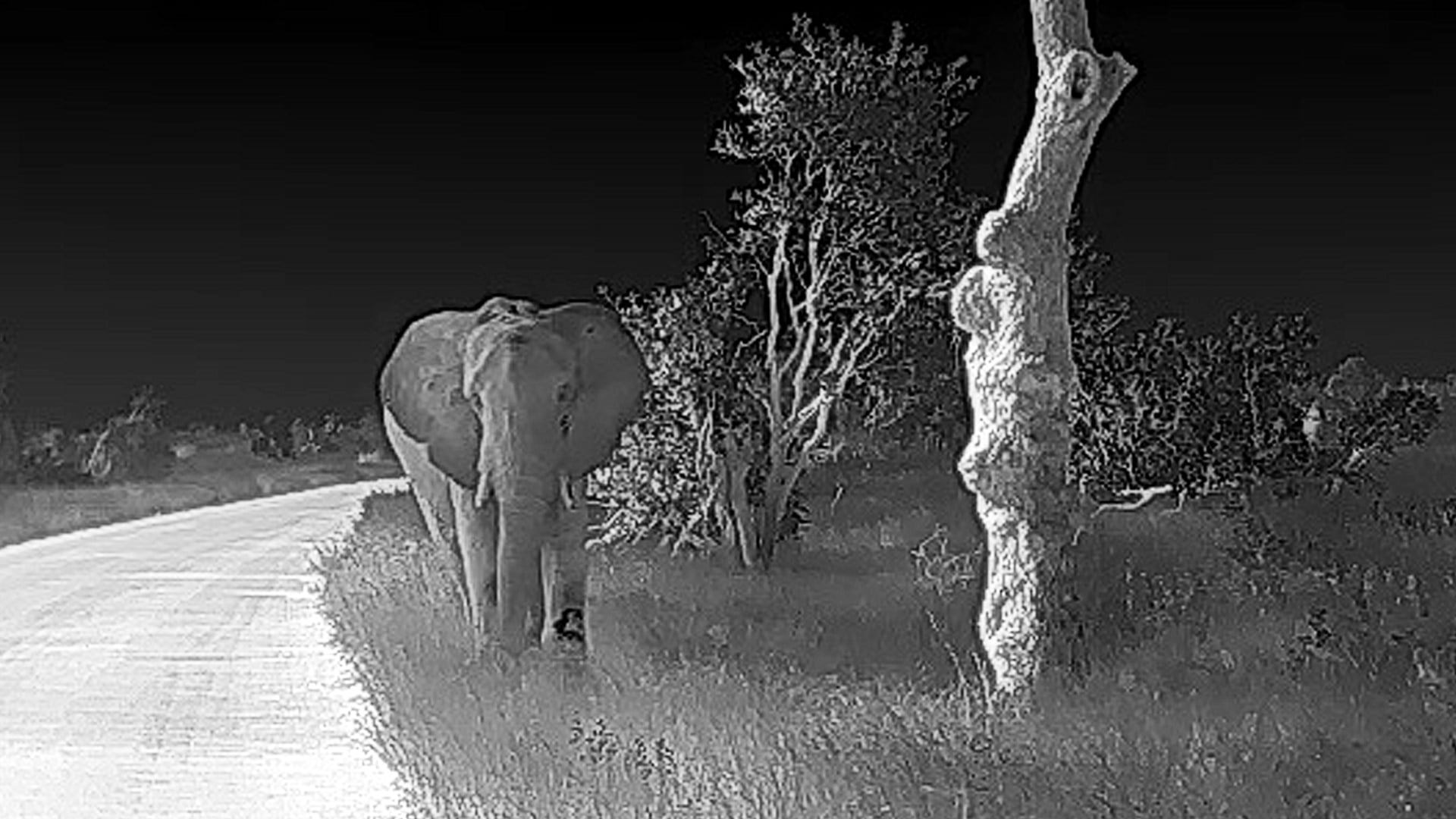 What is The Difference Between Thermal and No Thermal on Safari