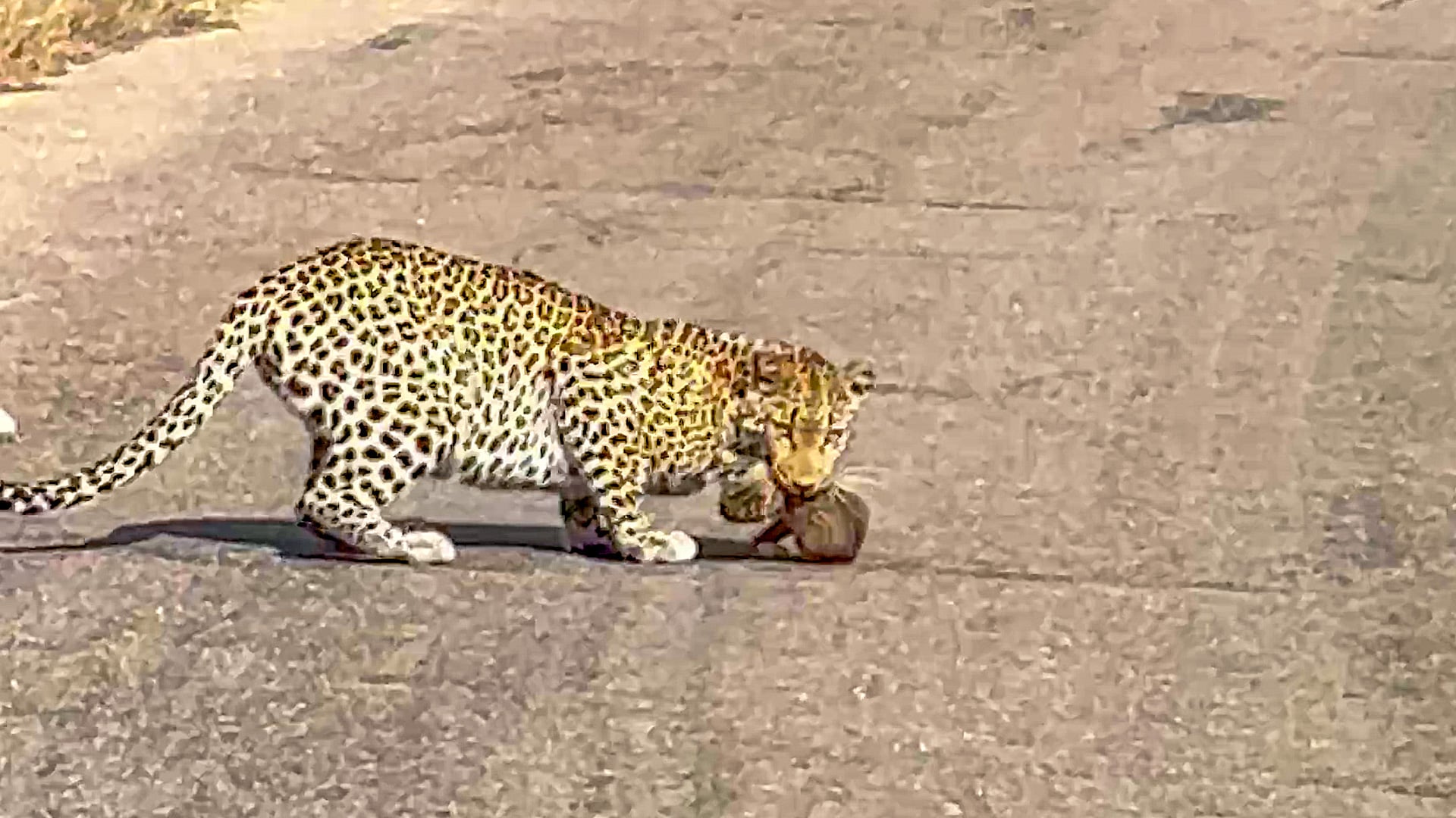 Leopard Mom Accidentally Drops Cub on Road