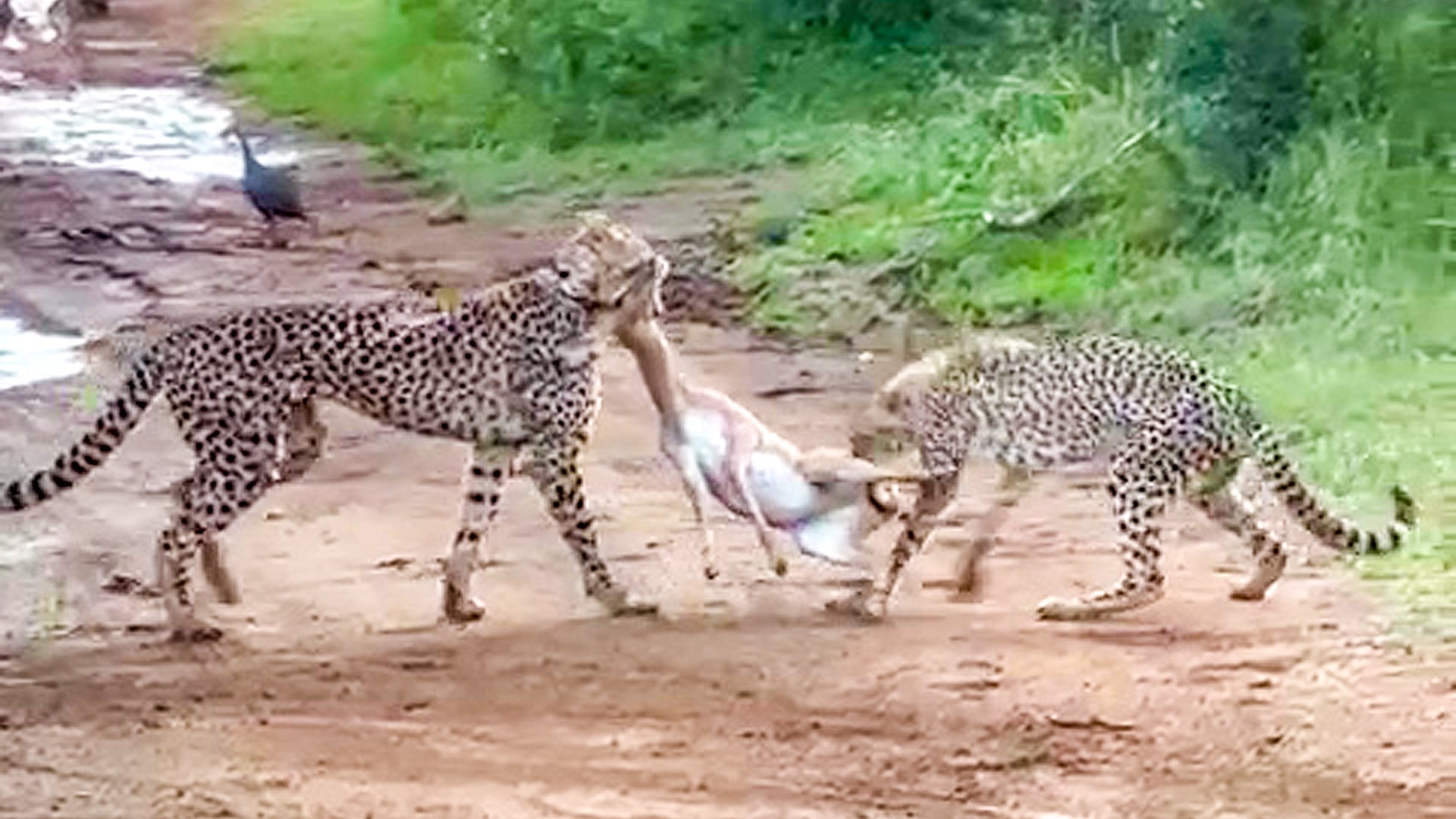 Rain the Cheetah Quickly Catches a Buck Next to Road