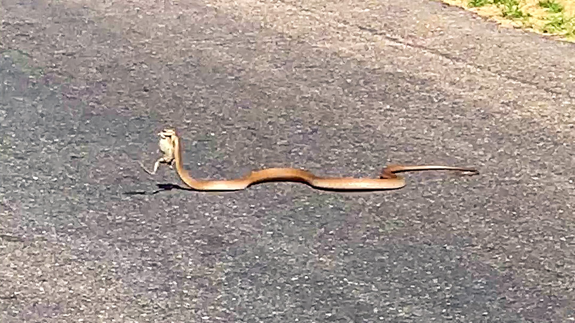 Watch As This Desperate Frog Tries to Escape Snake on the Road 