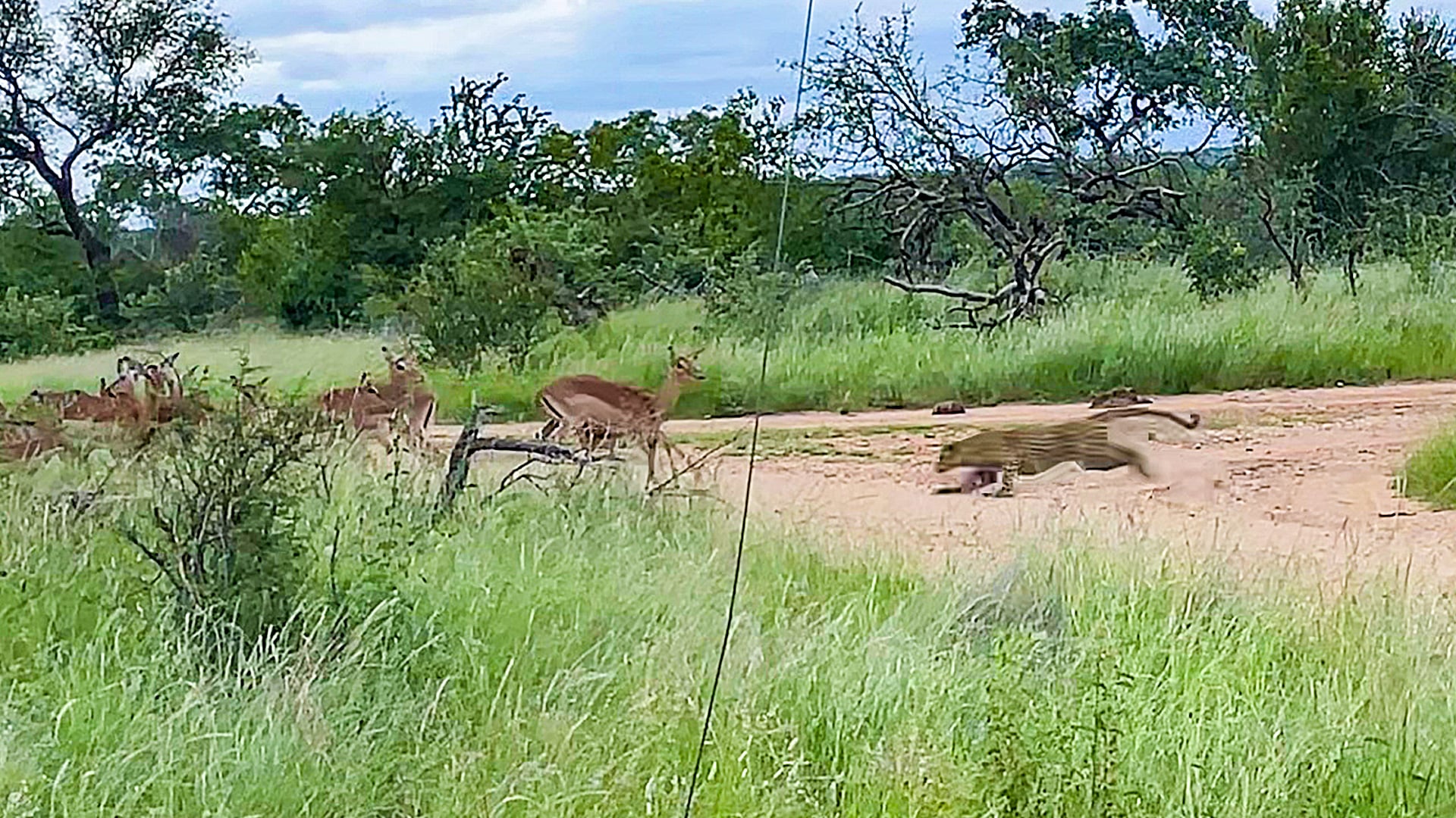Leopard Takes Impala Down in the Road