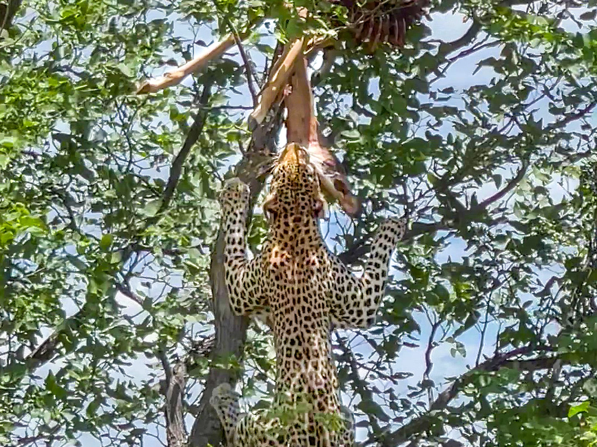 Leopard Swings From an Impala in a Tree