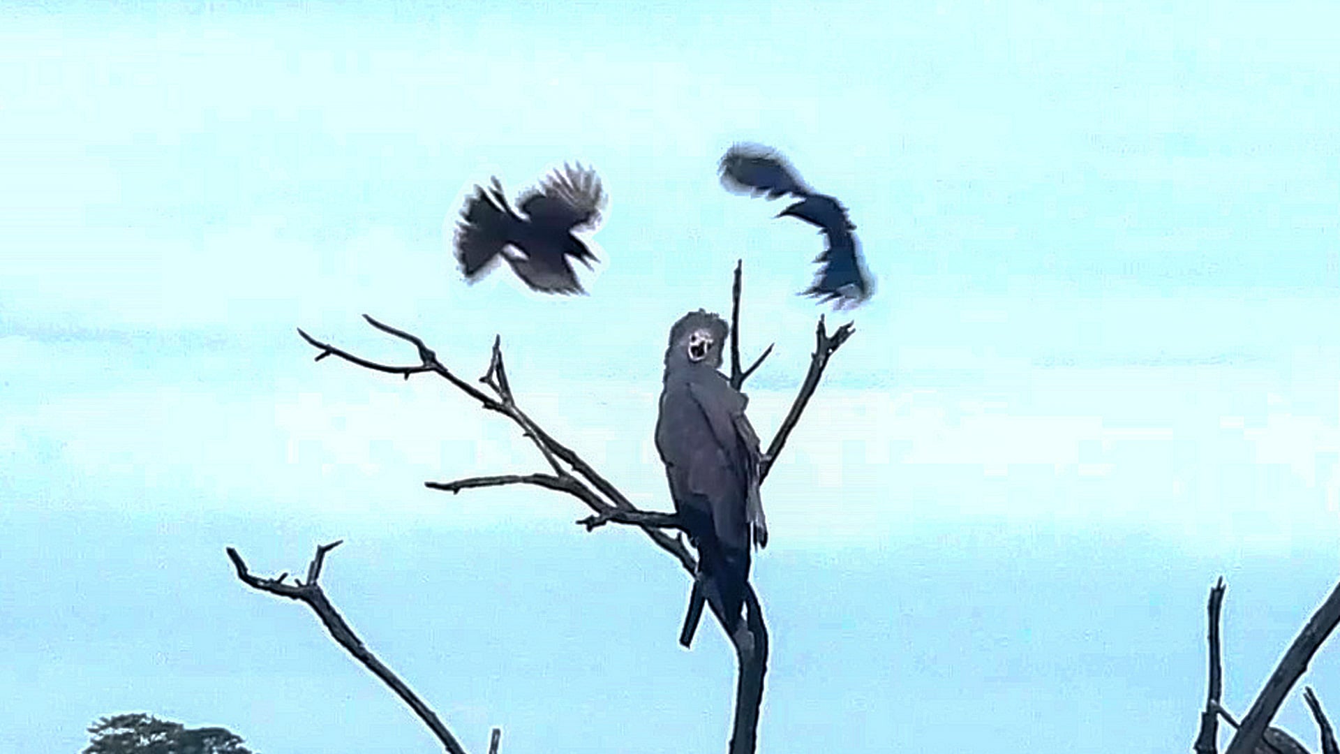 Huge Hawk Gets Attacked By Small Birds