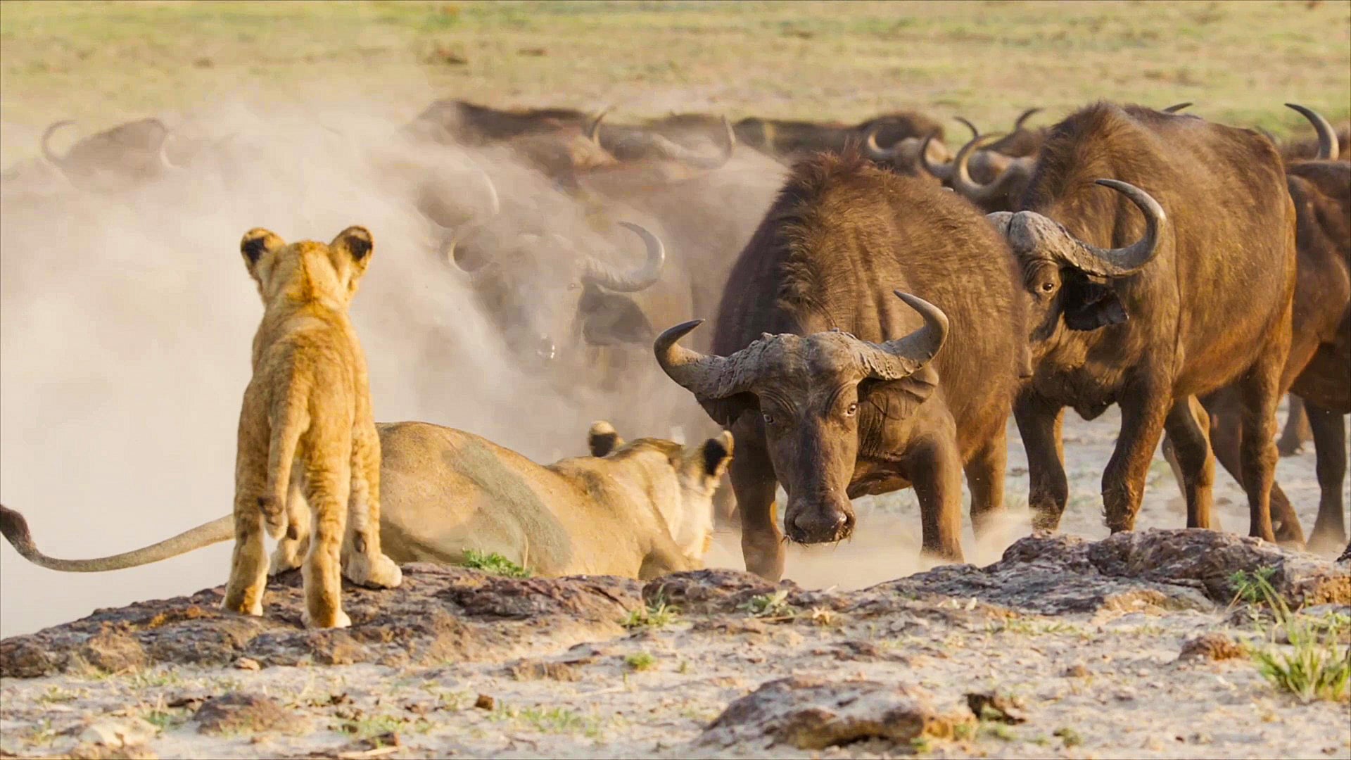 Female Lion Pride Had Tense Standoff Against Buffaloes