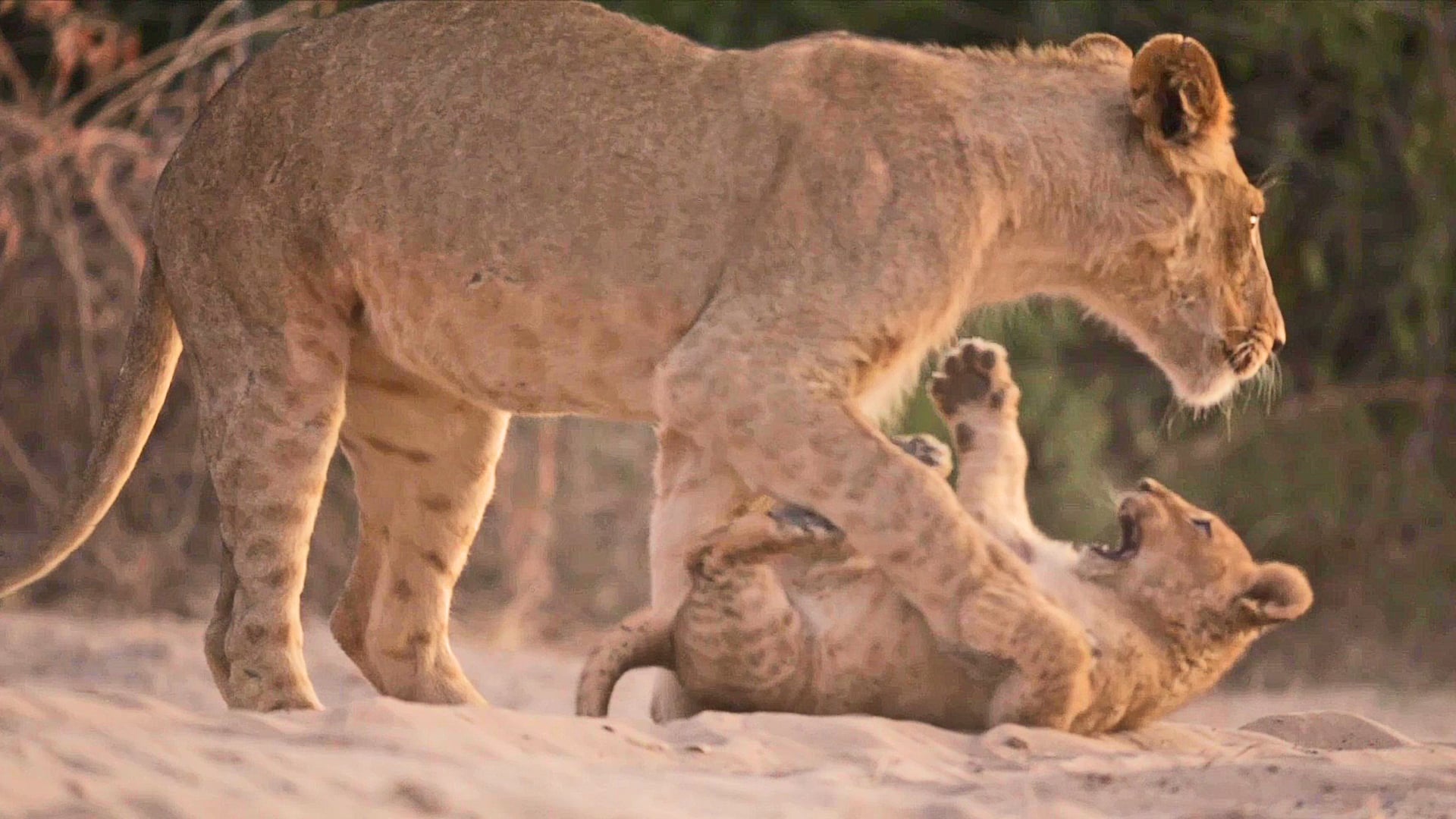 Adorable Lion Cubs Wrestle With their Mom