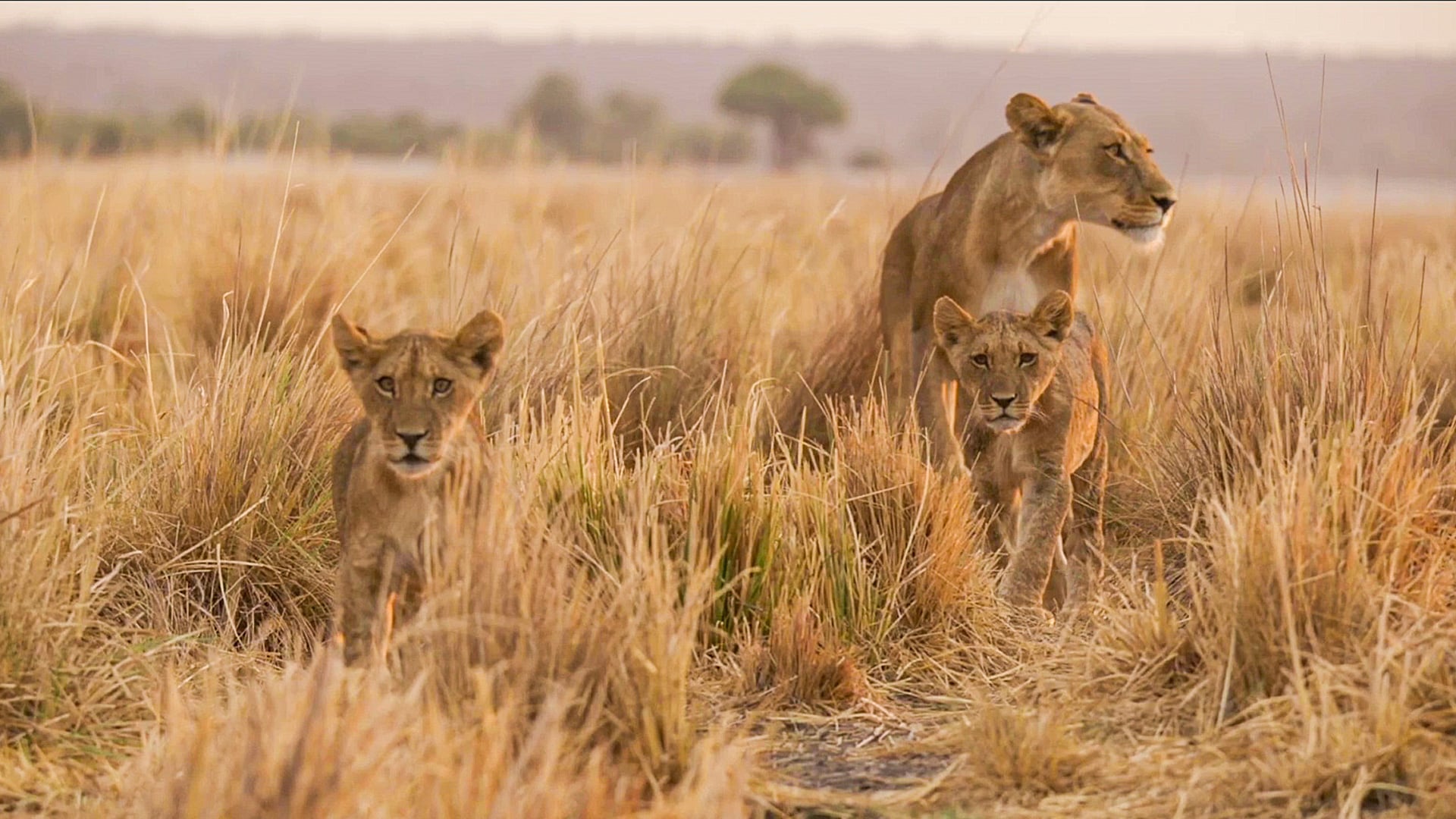 Incredible Injured Lioness Leads Her Two Cubs