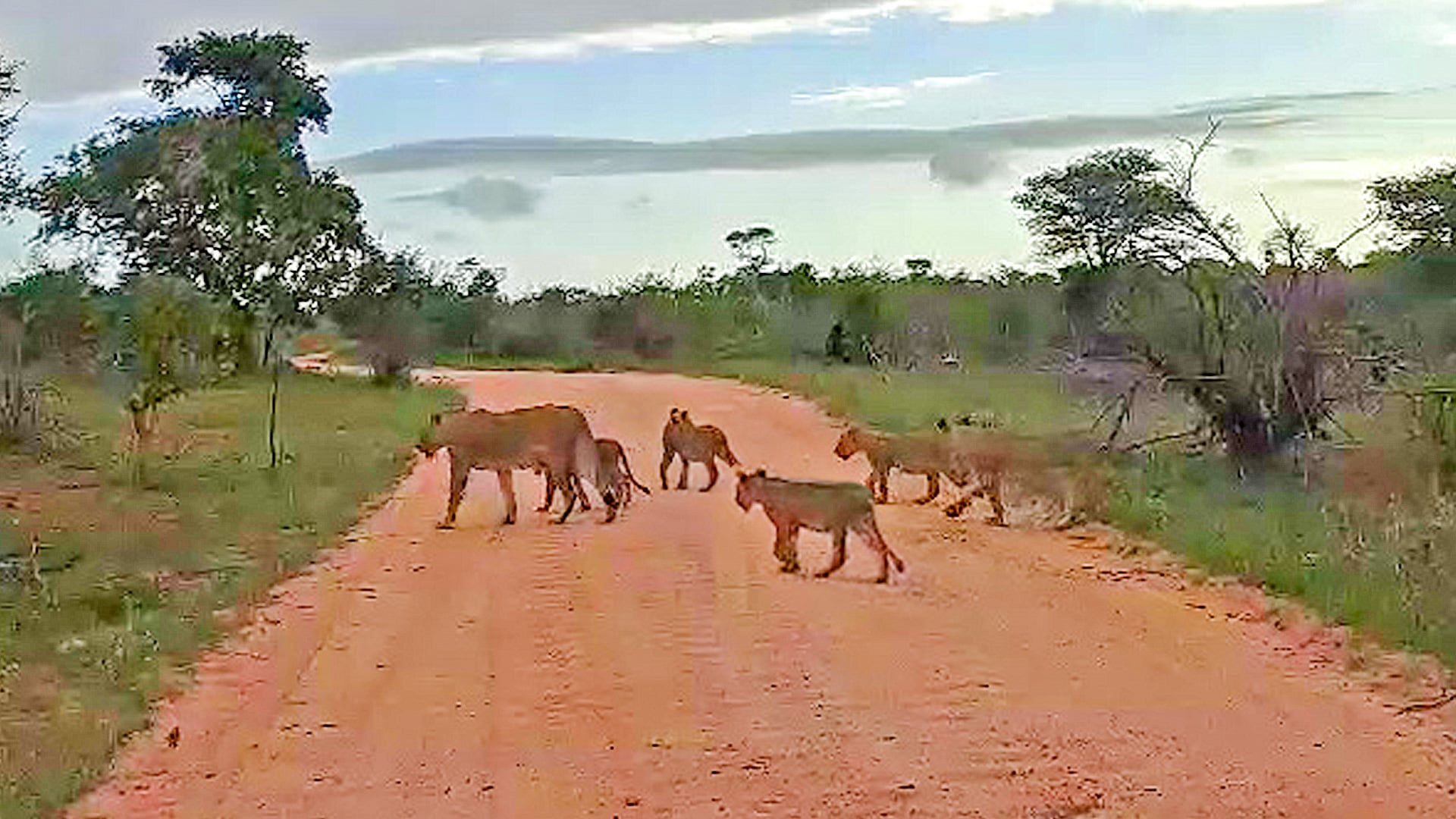 17 Lions Cross The Road Playfully 