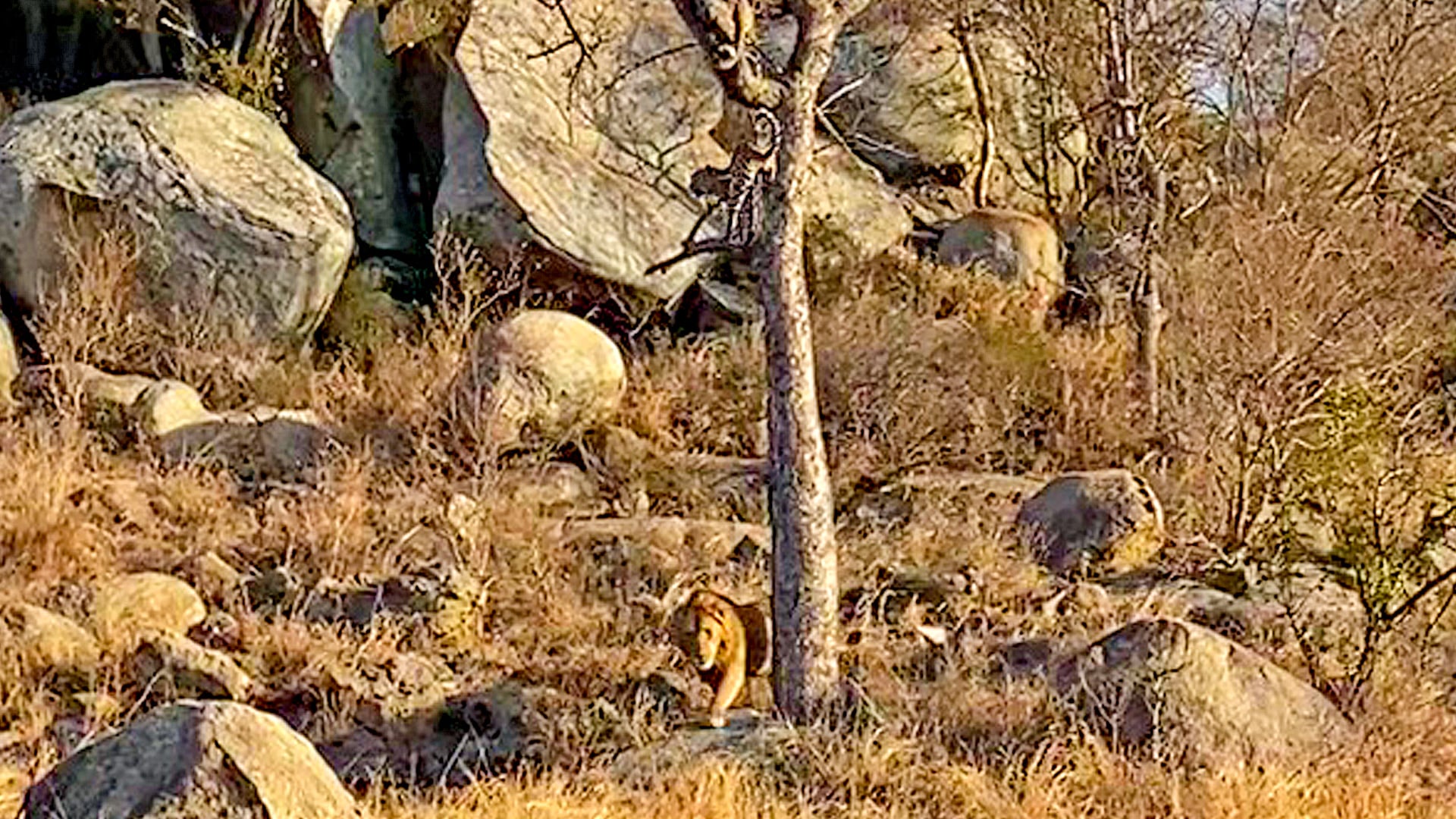 Leopard Quickly Climbs a Tree to Escape a Lion