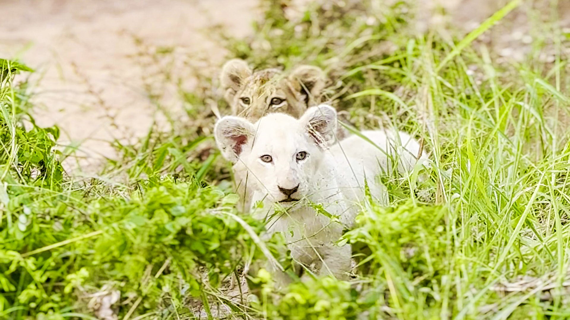 Tiny White Lion Cubs Explores Kruger