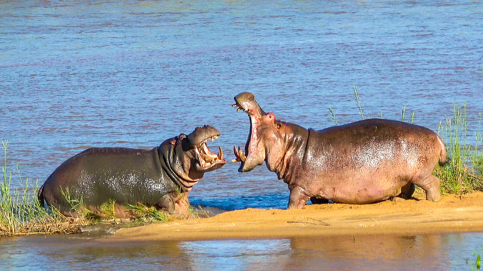 Hippos Get into a Brutal Fight