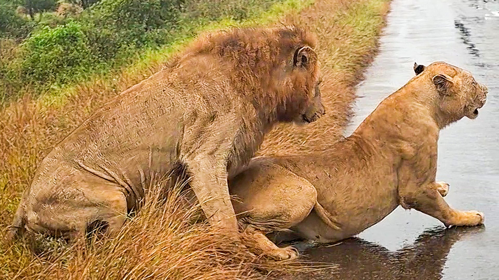 Lions Mate On The Road in Extreme Close-Up