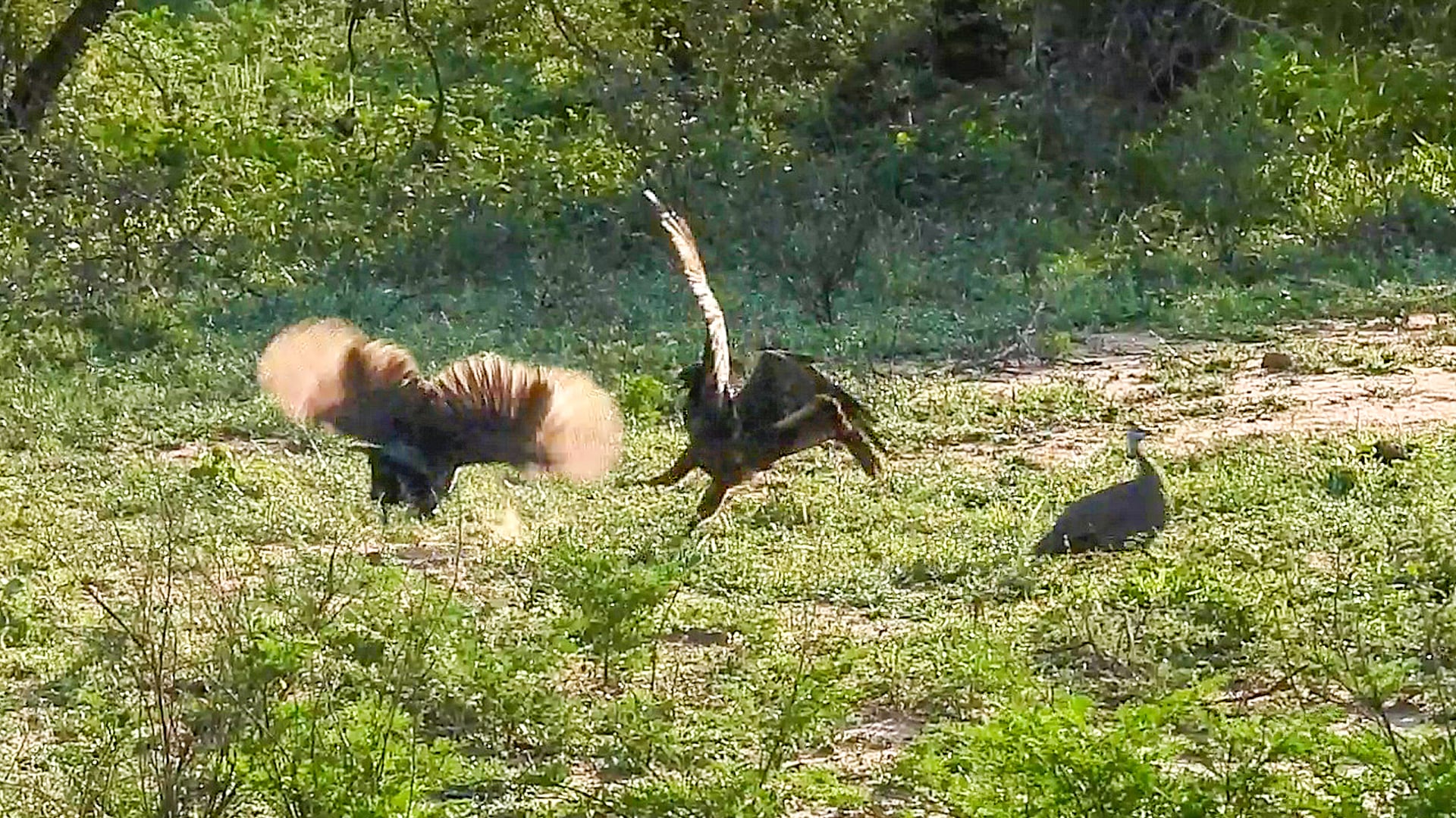 Brave Guinea Fowls Fight off an Eagle