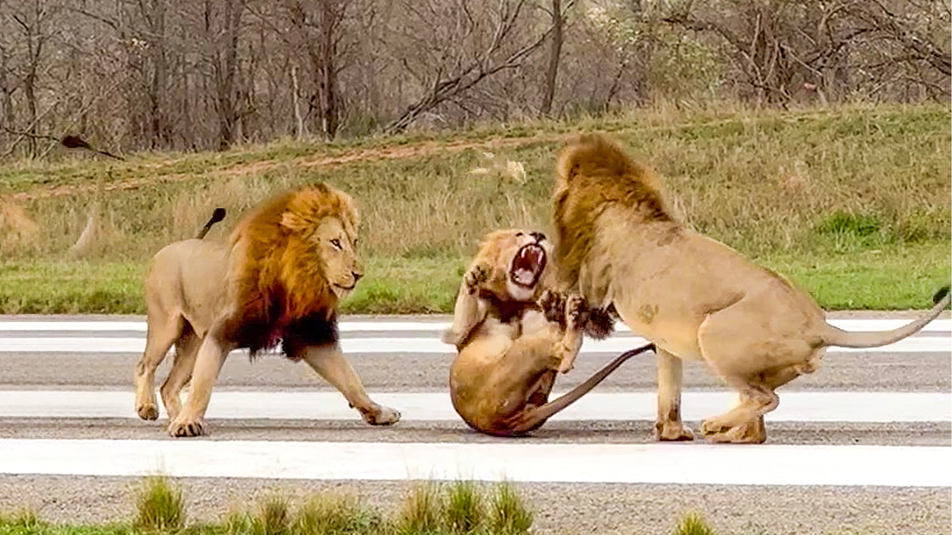 Watch These Territorial Lions Fight in the Road