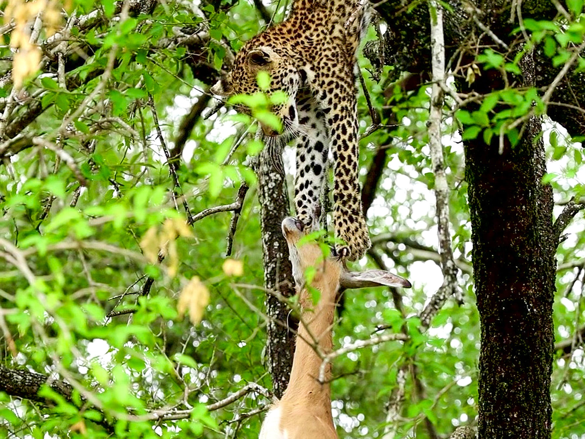 Watch This Leopard Struggle to Hoist Up Impala