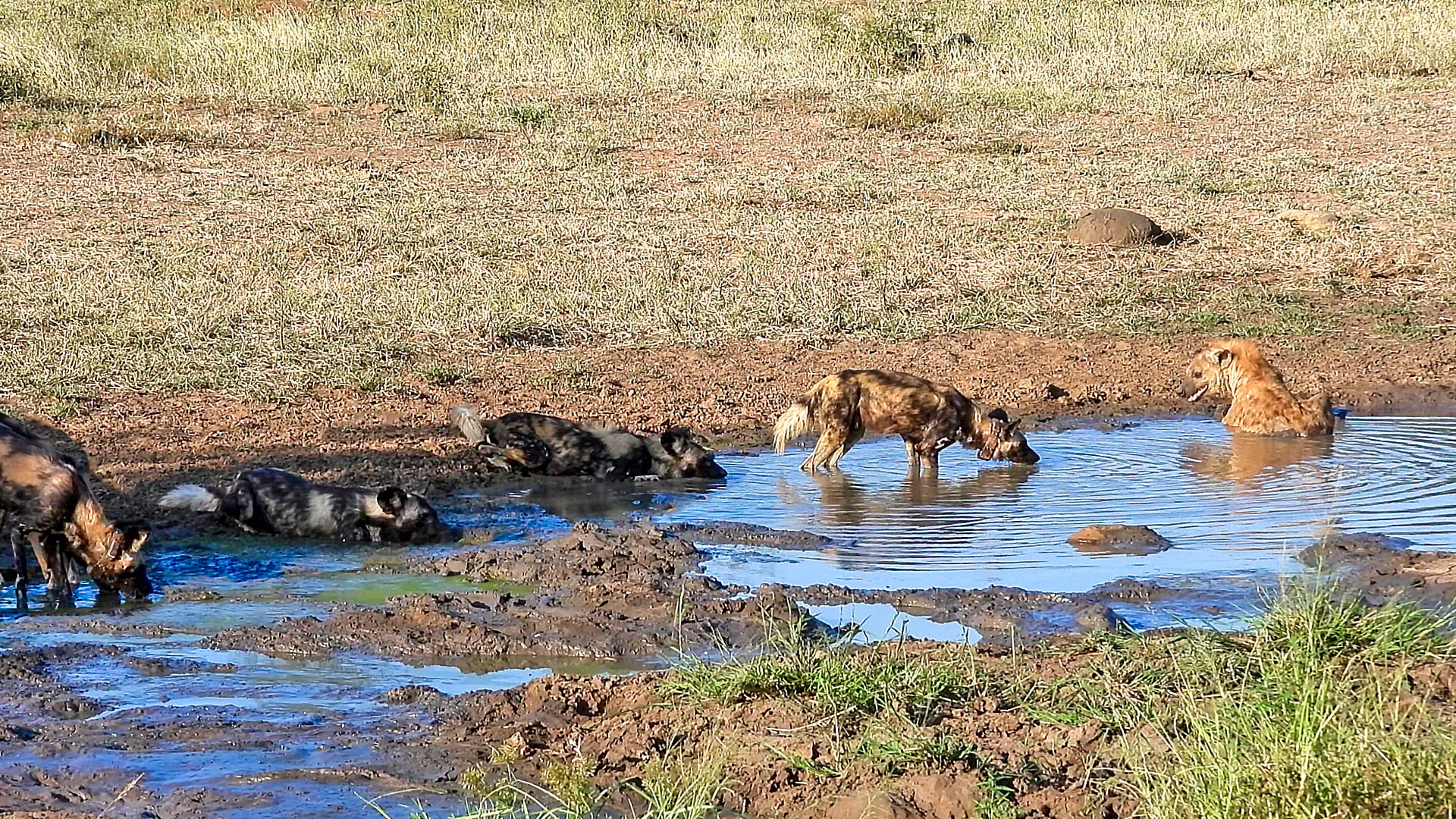 Curious Wild Dogs Try to Befriend a Lone Hyena