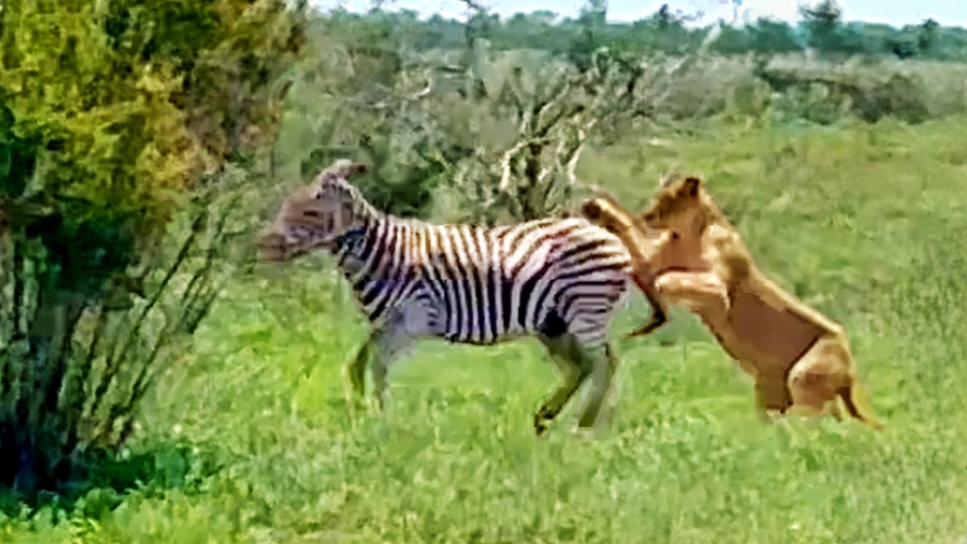 Lucky Zebra Escapes A Lion Attack