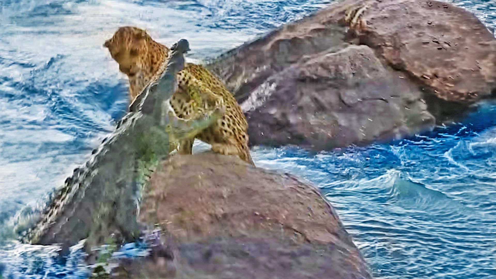 Hidden Crocodile Bites at Leopard From Below