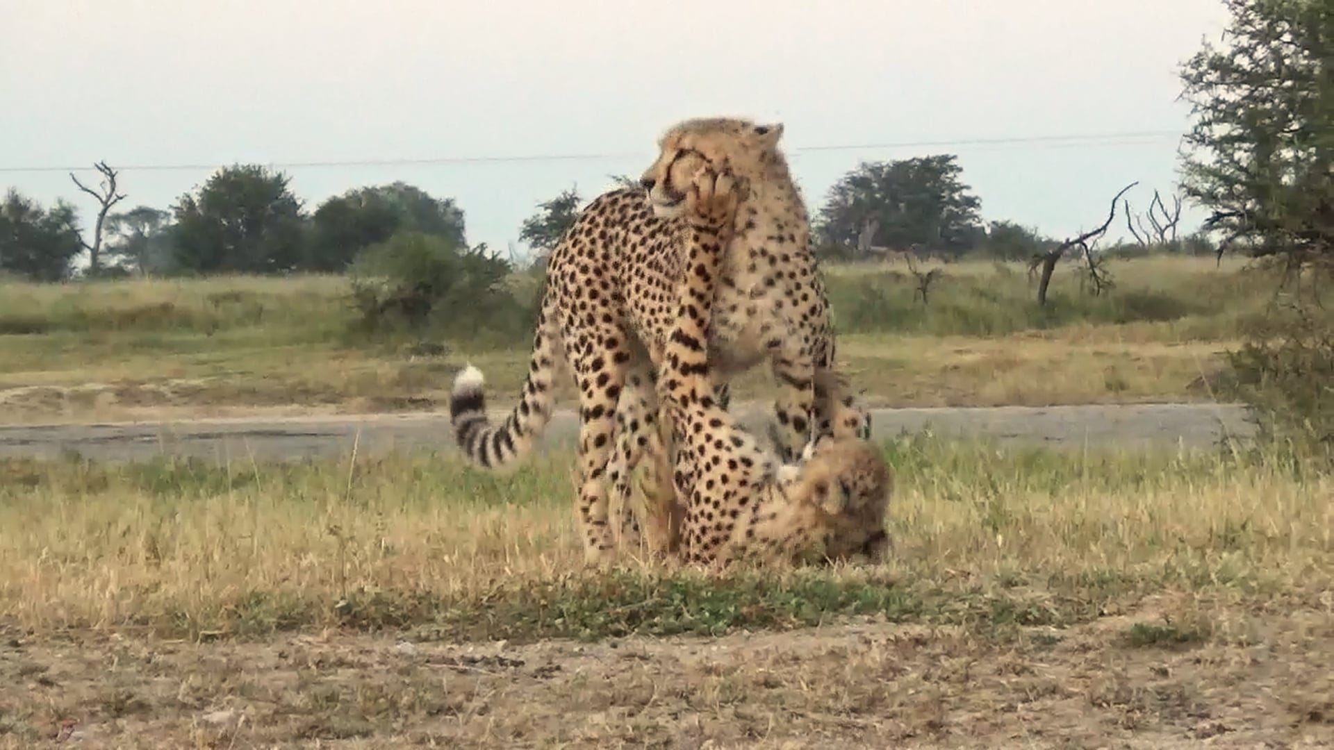 Cheetah Catches and Pins Down His Brother