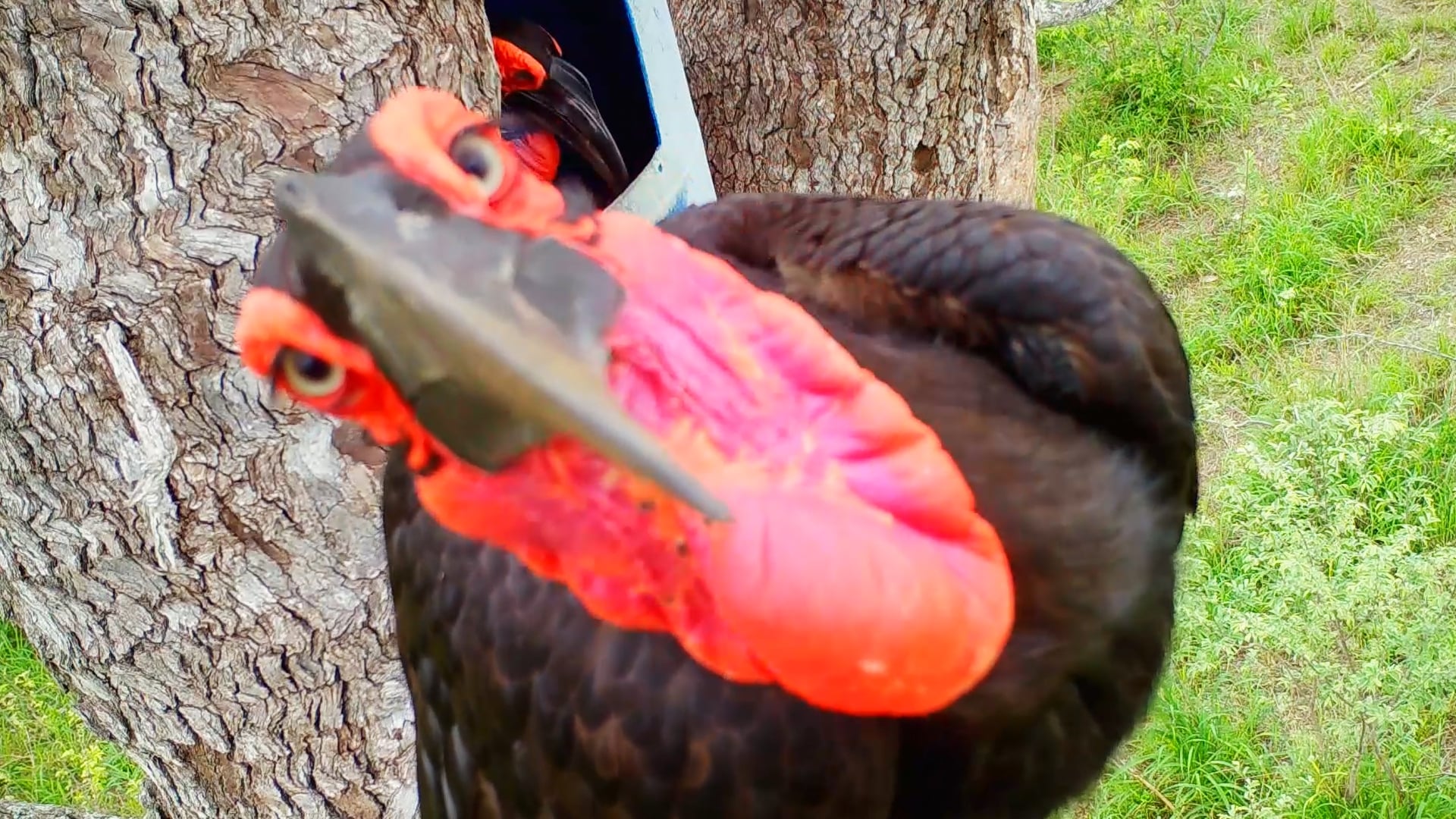Big Bird Destroys Its Own Research Camera