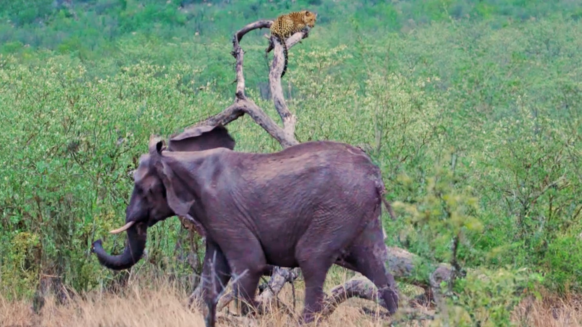 Grumpy Elephant Tries to Chase These Leopards From a Tree