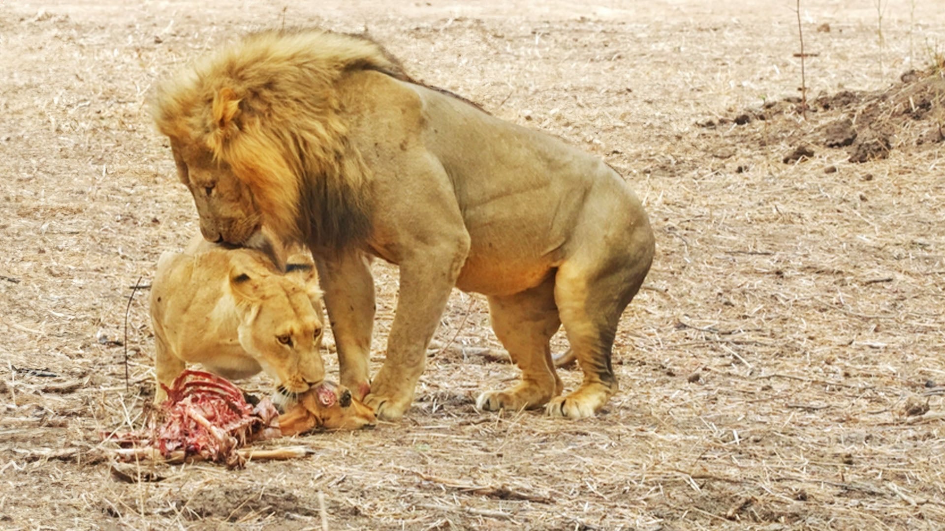 Watch This Lioness Flirt With a Male to Steal Meal